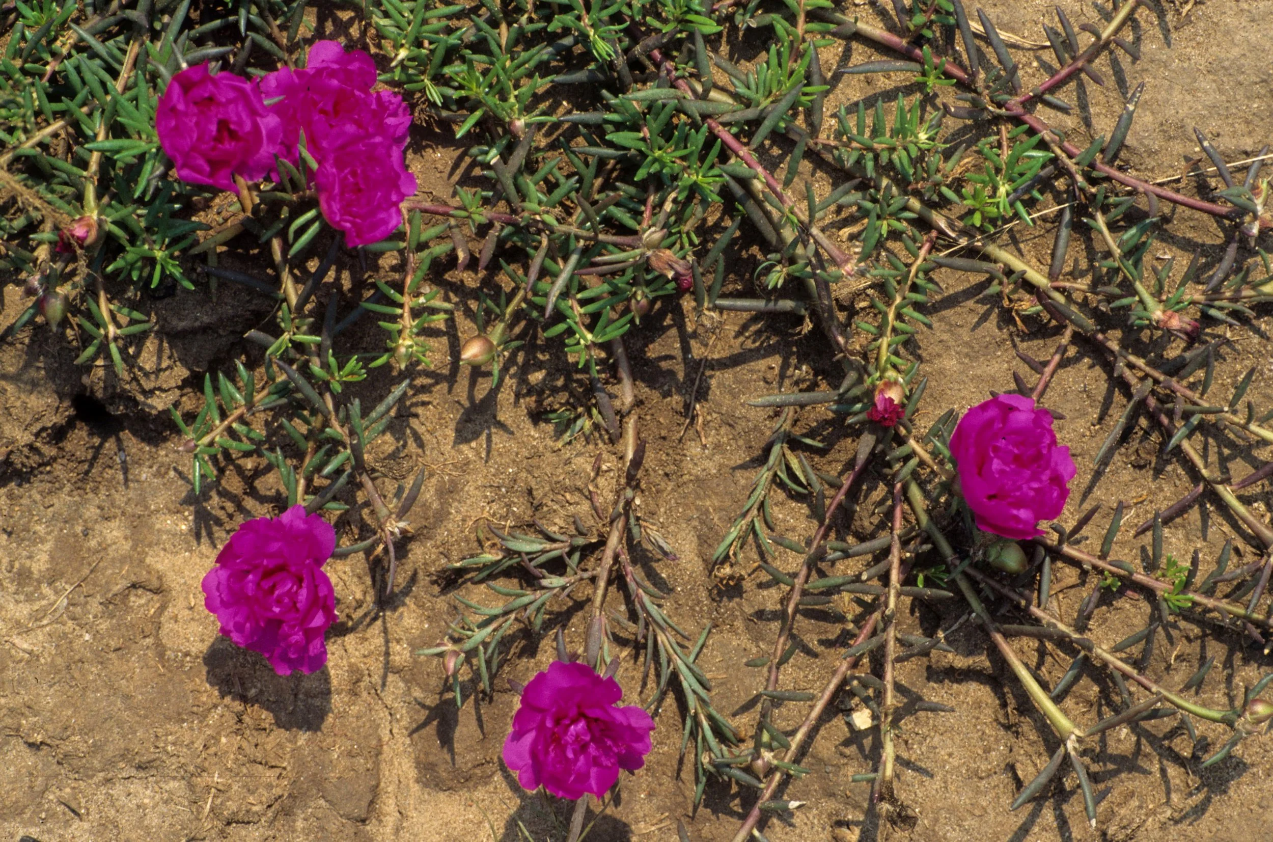 KENYA - CREEPING RED ROSE FAMILY A.jpg
