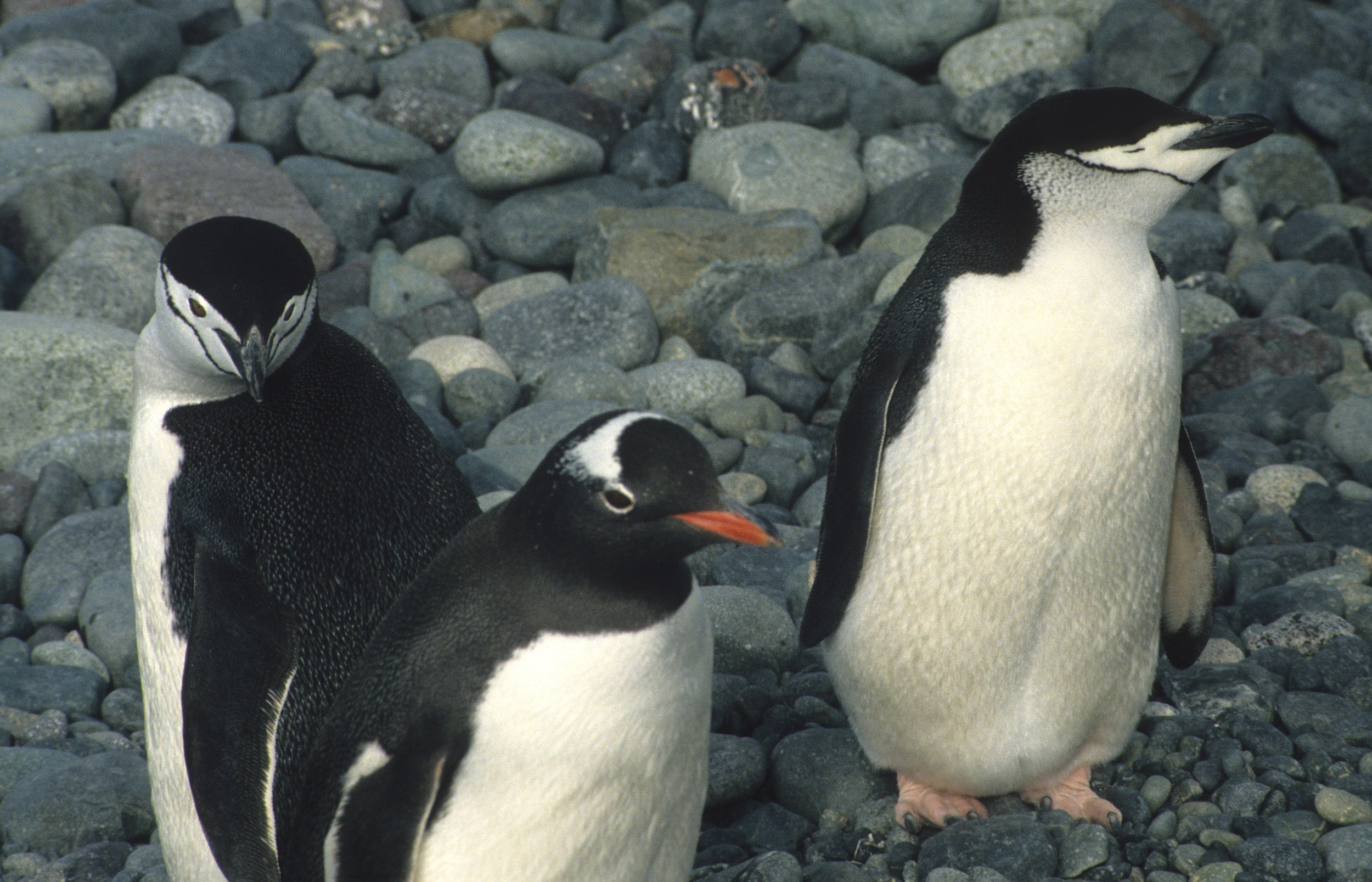 Chinstrap penguin, (Pygoscelis antarctica) Arctowski Poland Research Station, Antarctic Peninsula (7).jpg