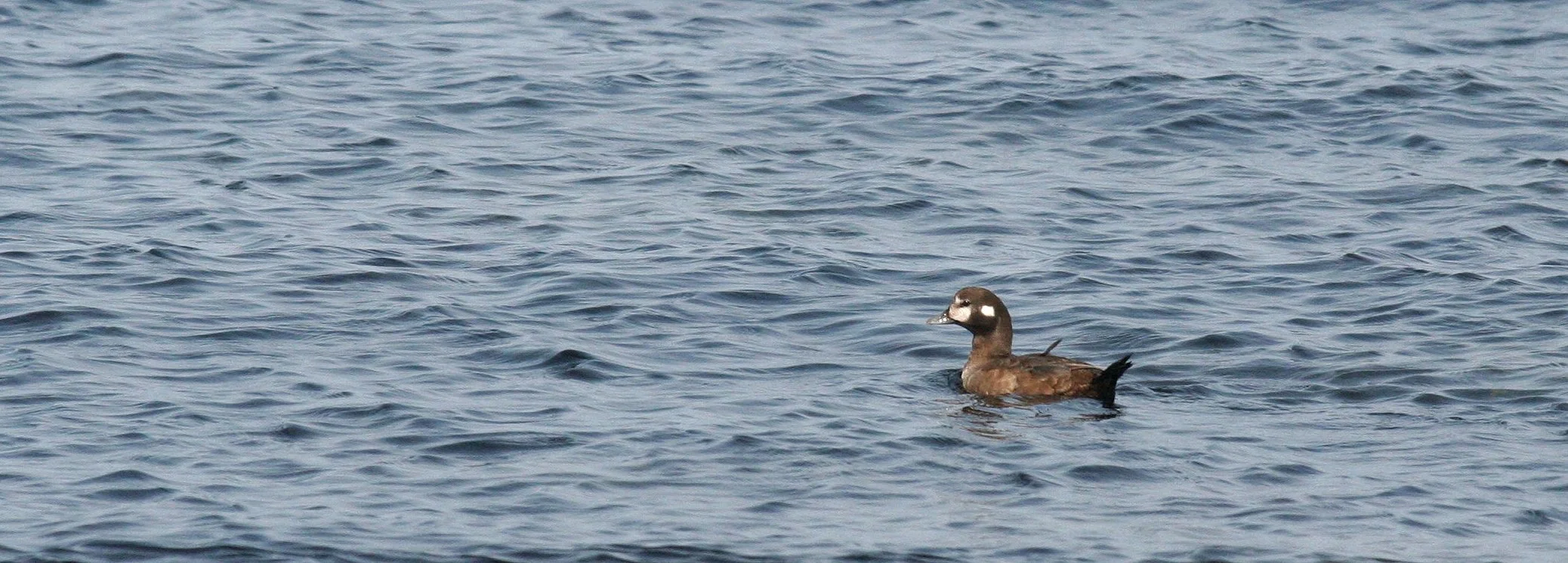 GOLDENEYE - COMMON GOLDENEYE - Bucephala clangula - MOUTH OF ELWHA OLYMPIC PENINSULA - SOM'S (6).JPG