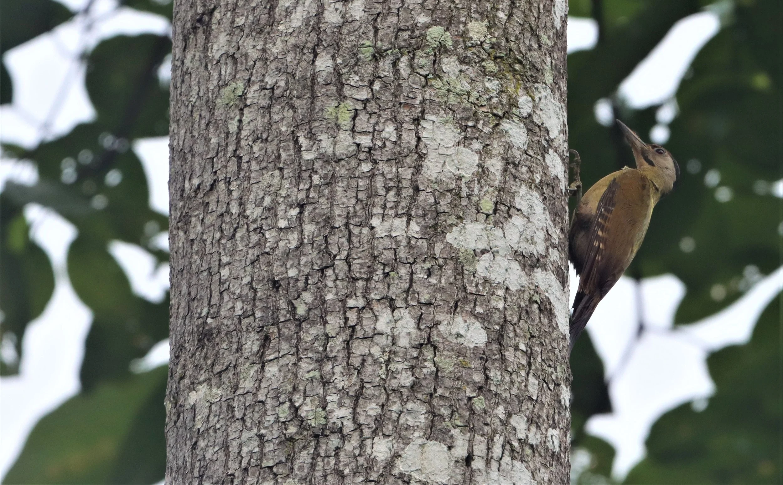 WOODPECKER - BLACK-NAPED WOODPECKER - Picus guerini - KAENG KRACHAN NATIONAL PARK (20).jpg