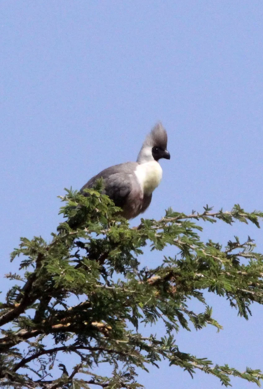 Bare-faced Go-away-bird (Crinifer personatus) Masai Mara National Park Kenya (2).JPG