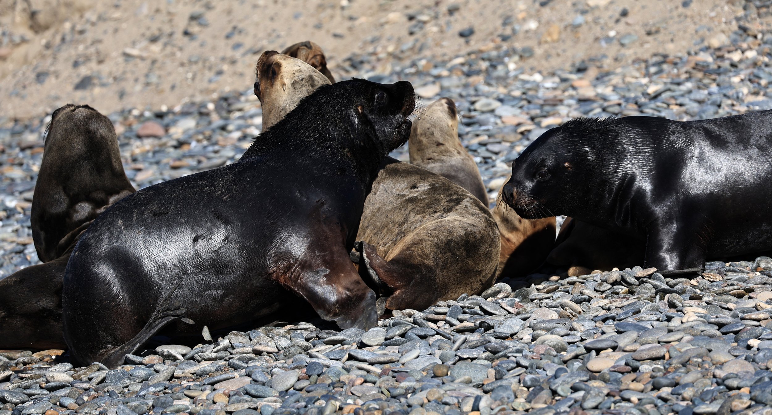 South American Sea Lion (Otaria flavescens) Puerto Rawson Argentina (29).jpg