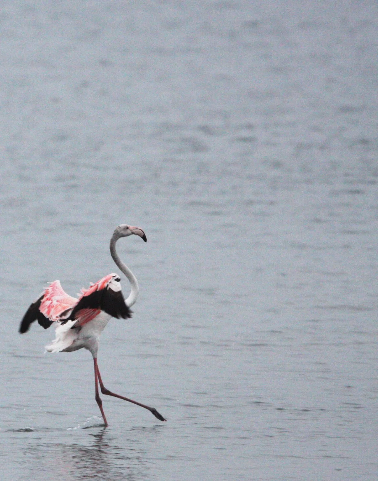 Phoenicopterus roseus - Greater Flamingo - Walvis Bay Namibia (55).JPG
