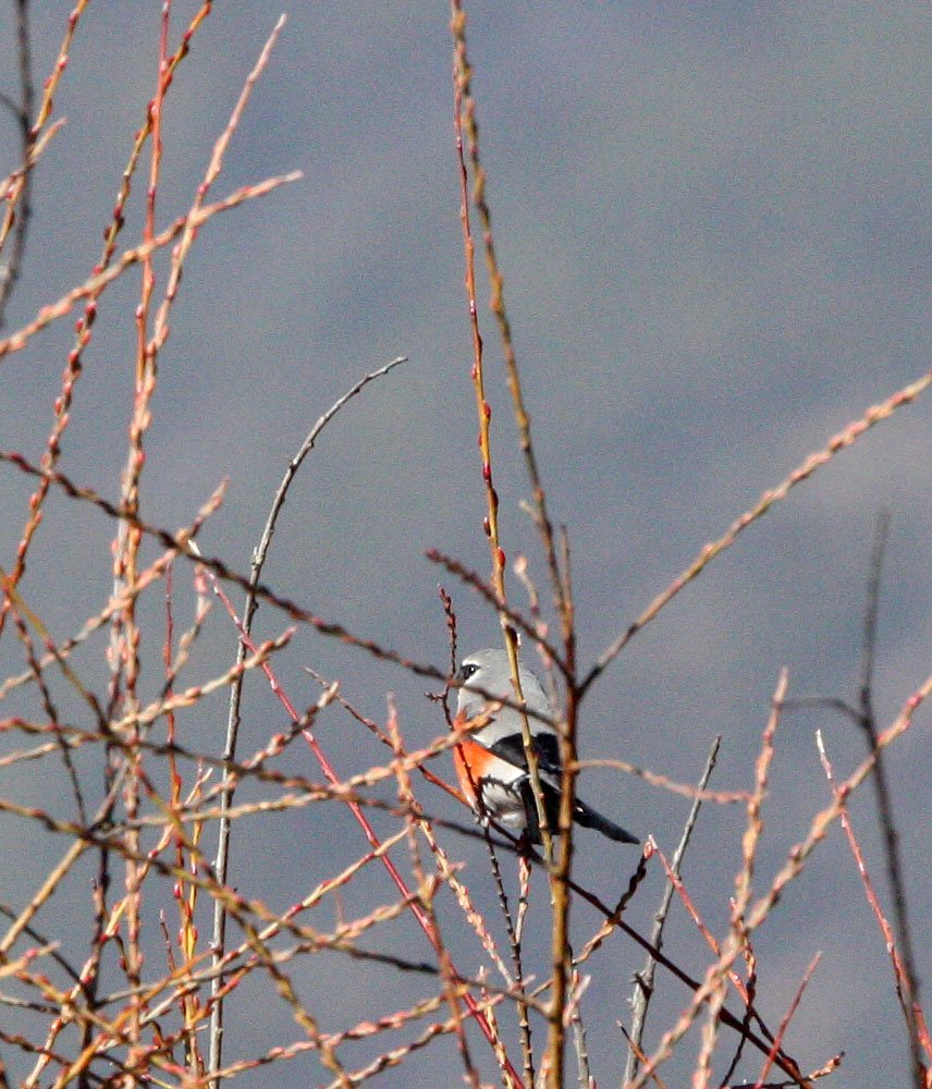 Beavan's Bullfinch (Pyrrhula erythaca) Baima Snow Mountain, Yunnan China.JPG