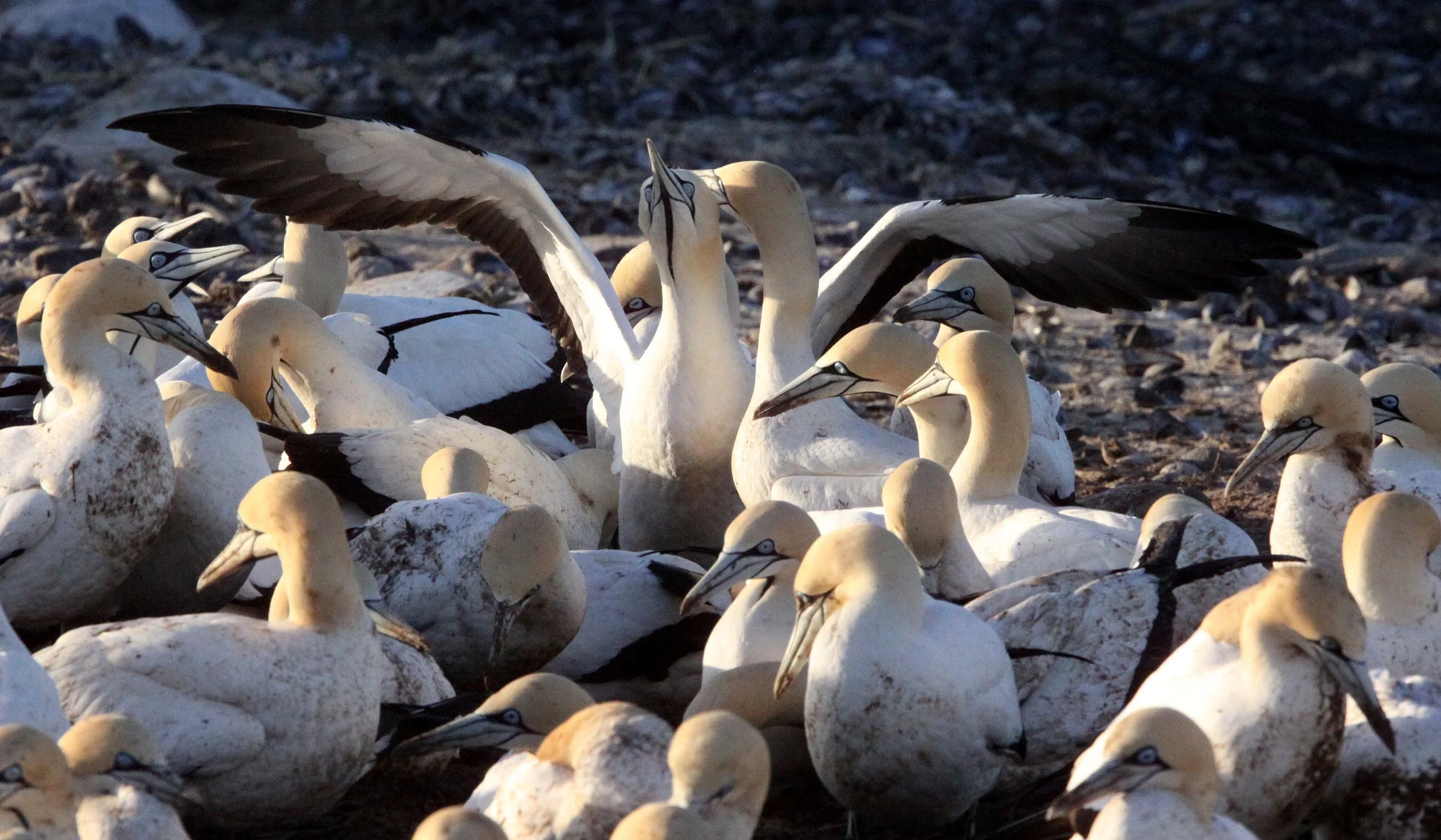 Cape gannet (Morus capensis) Lambert's Bay South Africa (101).JPG