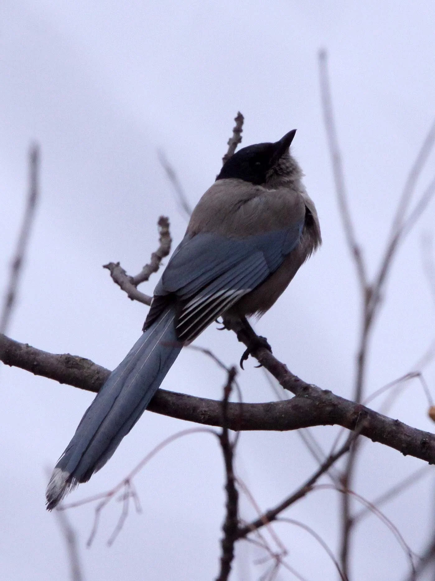 BIRD - MAGPIE - AZURE-WINGED MAGPIE- YANCHENG CHINA (9).JPG