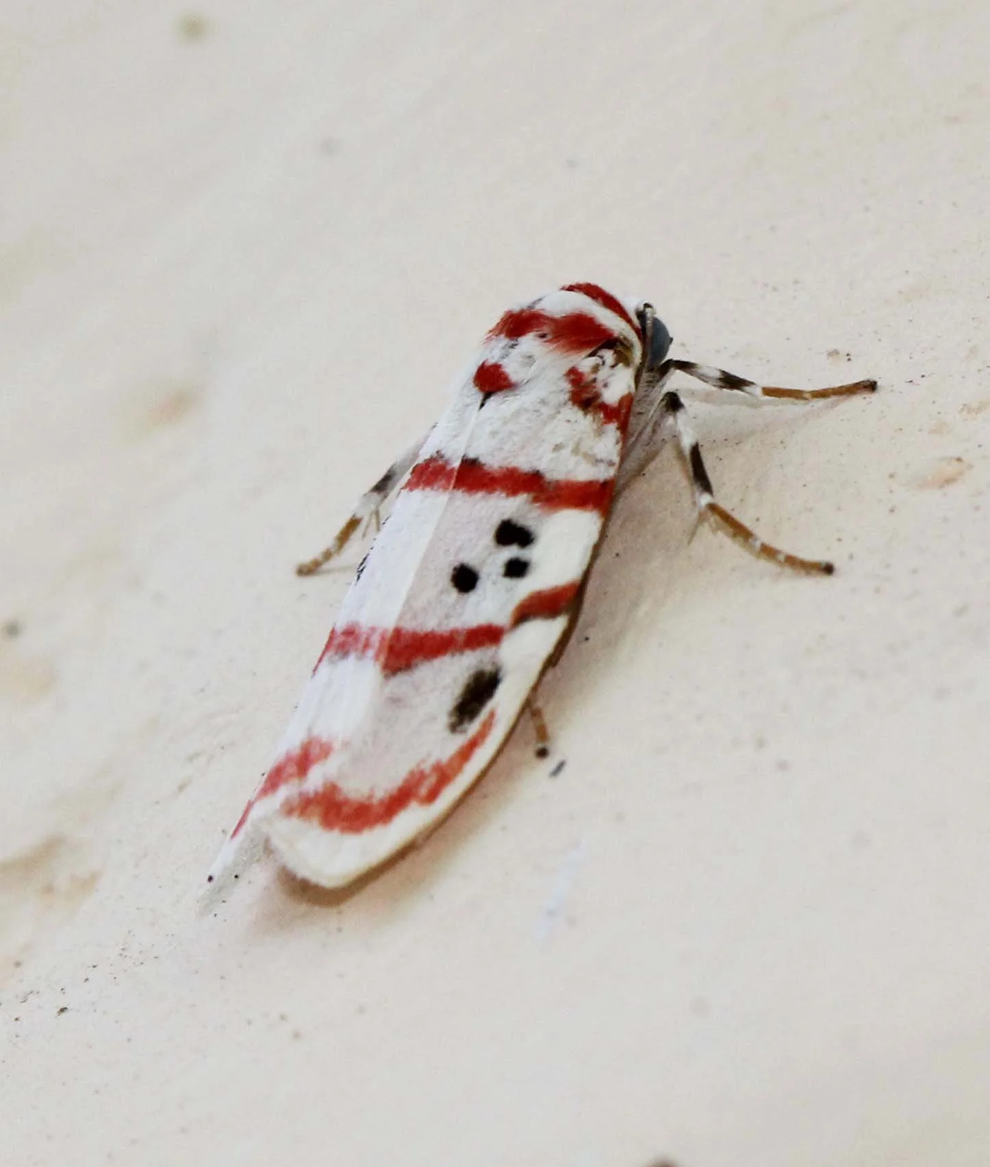 Arctiidae - Cyana bellissima - Valparai Tamil Nadu, India 
