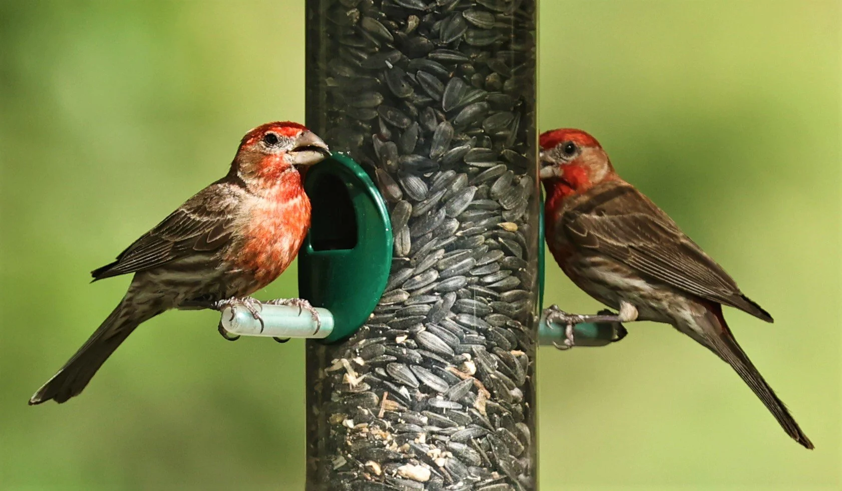 House Finch (Haemorhous mexicanus) Cave Creek Arizona (19).jpg