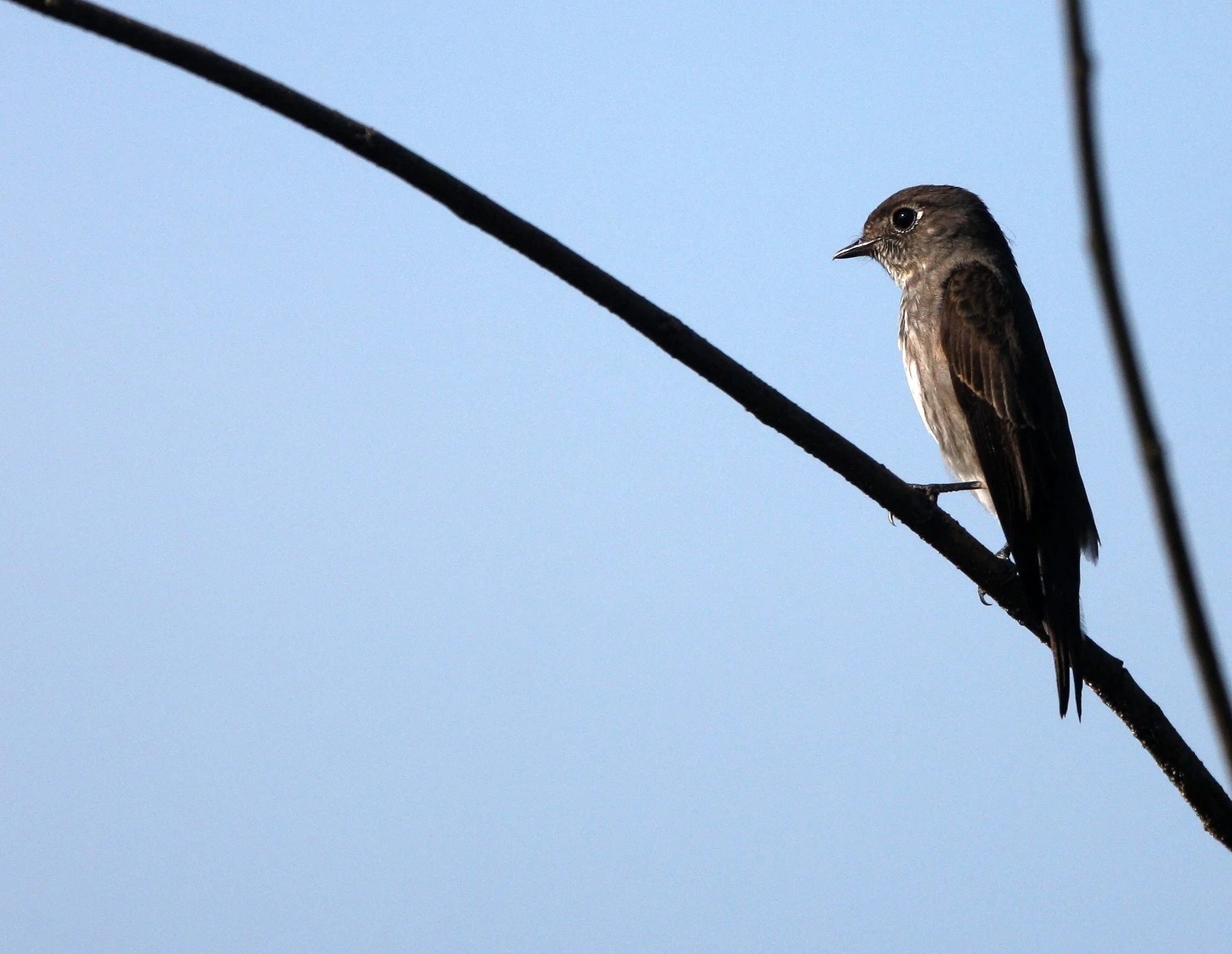 BIRD - FLCATCHER - DARK-SIDED FLYCATCHER - KAENG KRACHAN NP THAILAND (9).JPG