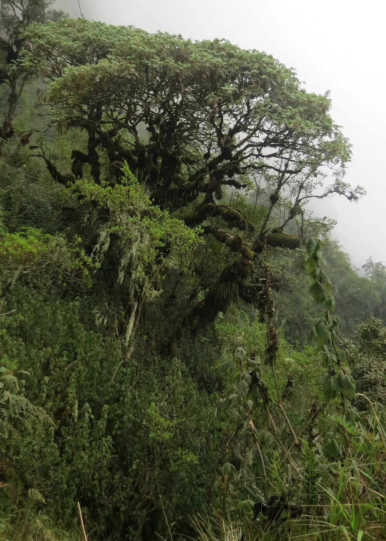 RWENZORI NATIONAL PARK UGANDA (120).JPG