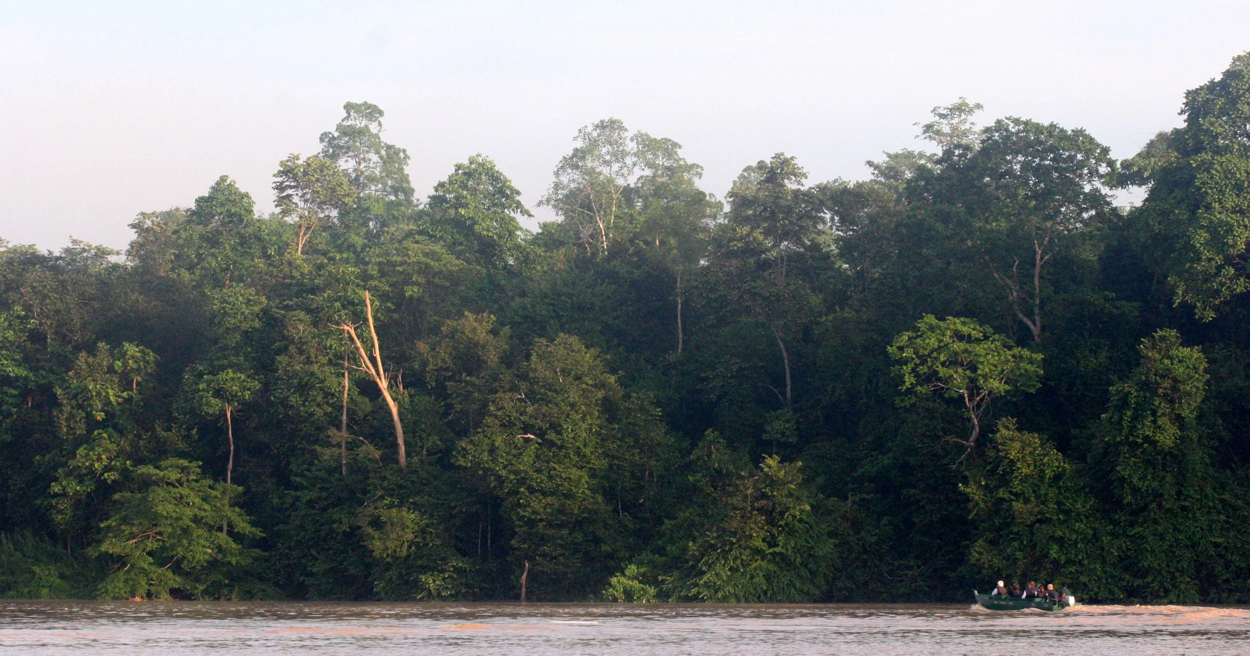 KINABATANGAN RIVER BORNEO - FOREST GIANT - KOMPASIA TREE (2).JPG