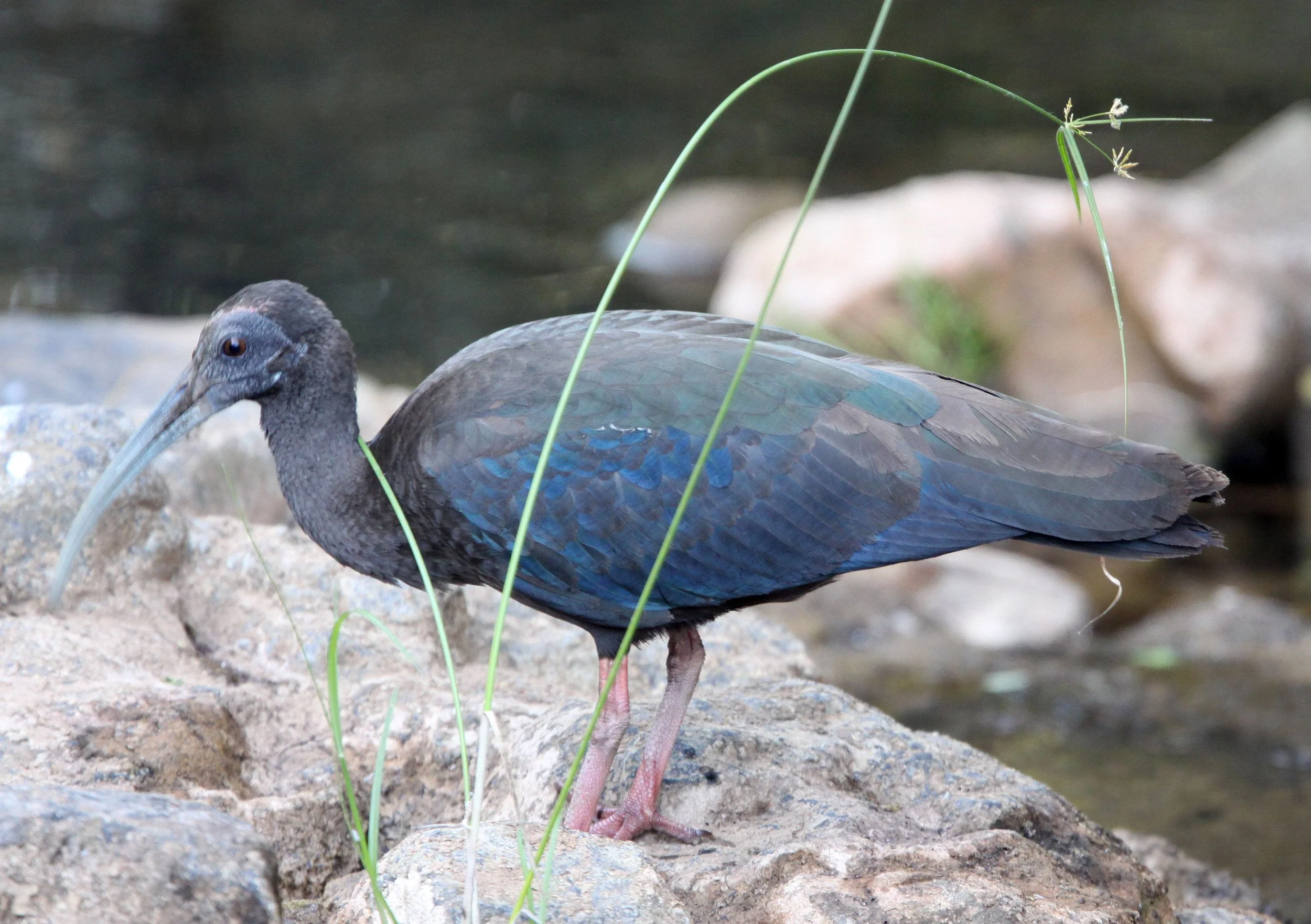 IBIS - BLACK IBIS - Pseudibis papillosa - LITTLE RANN OF KUTCH GUJARAT INDIA (2).JPG