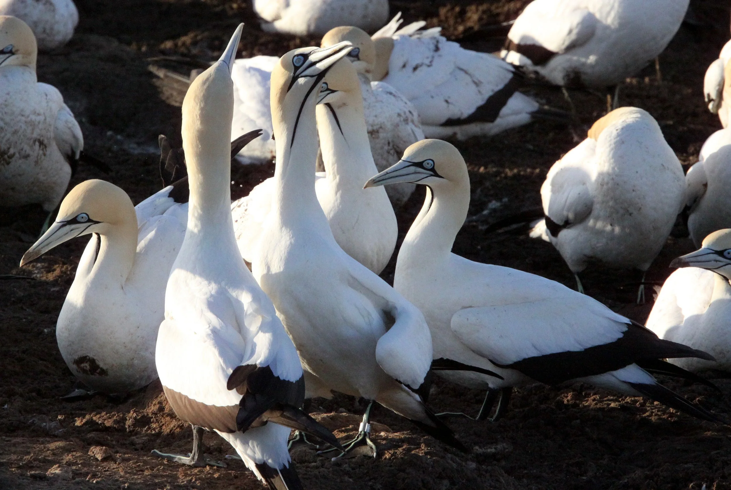 Cape gannet (Morus capensis) Lambert's Bay South Africa (55).JPG