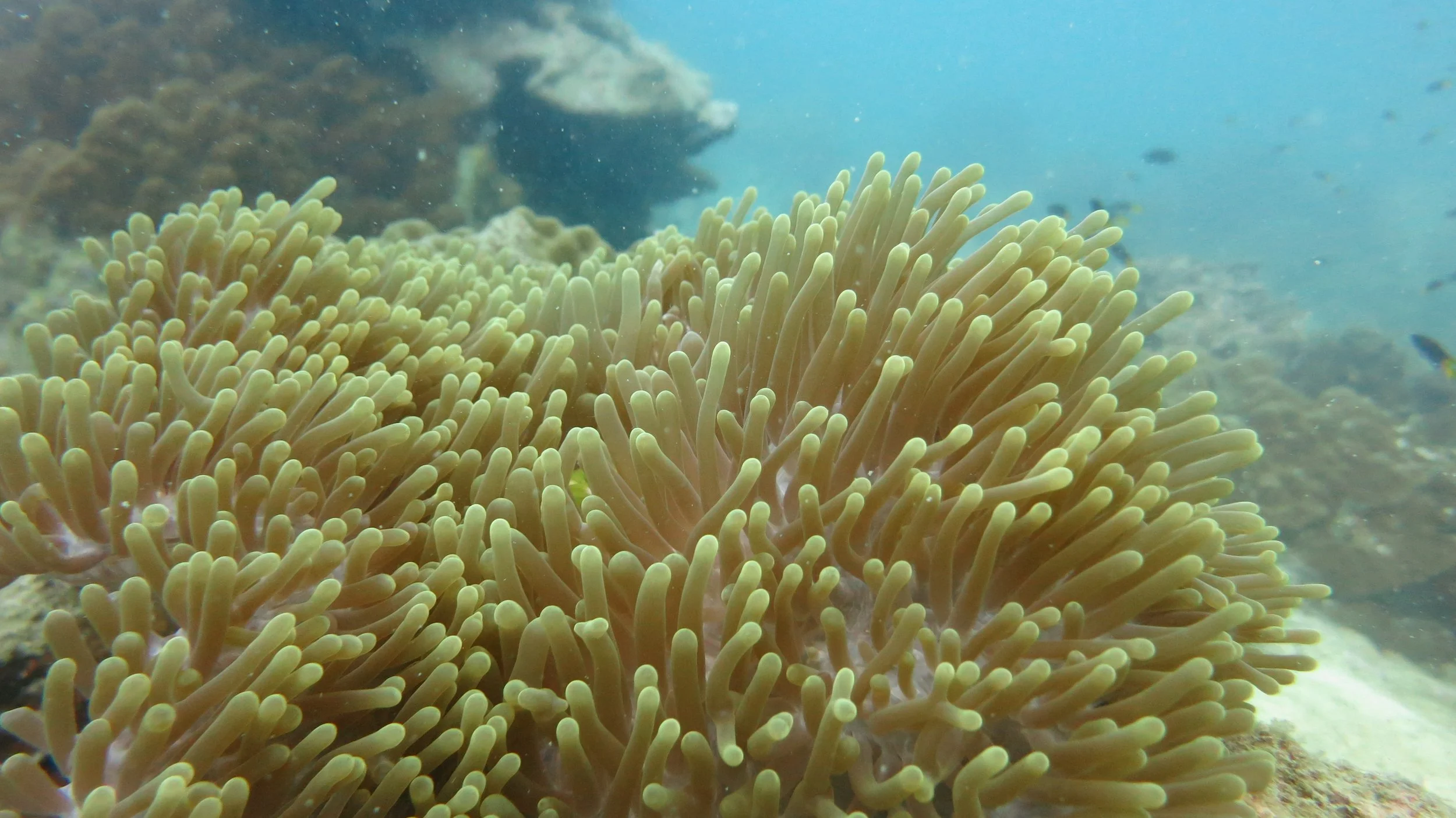 2016 BPS Satthahip Dive Trip with Marine Conservation Club (67).JPG