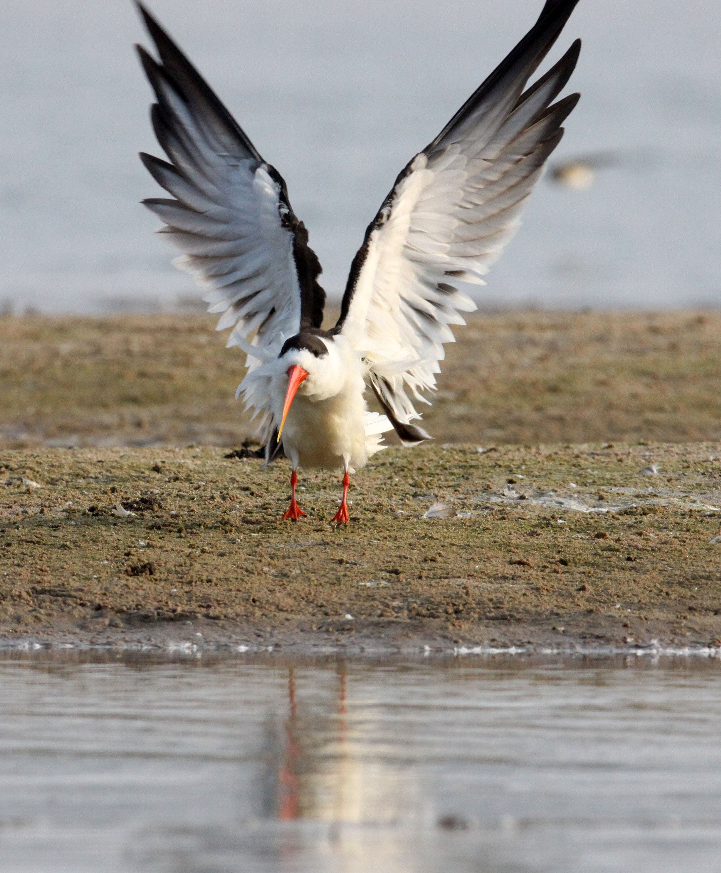 BIRD - SKIMMER - INDIAN SKIMMER - CHAMBAL SANCTUARY INDIA (25).JPG