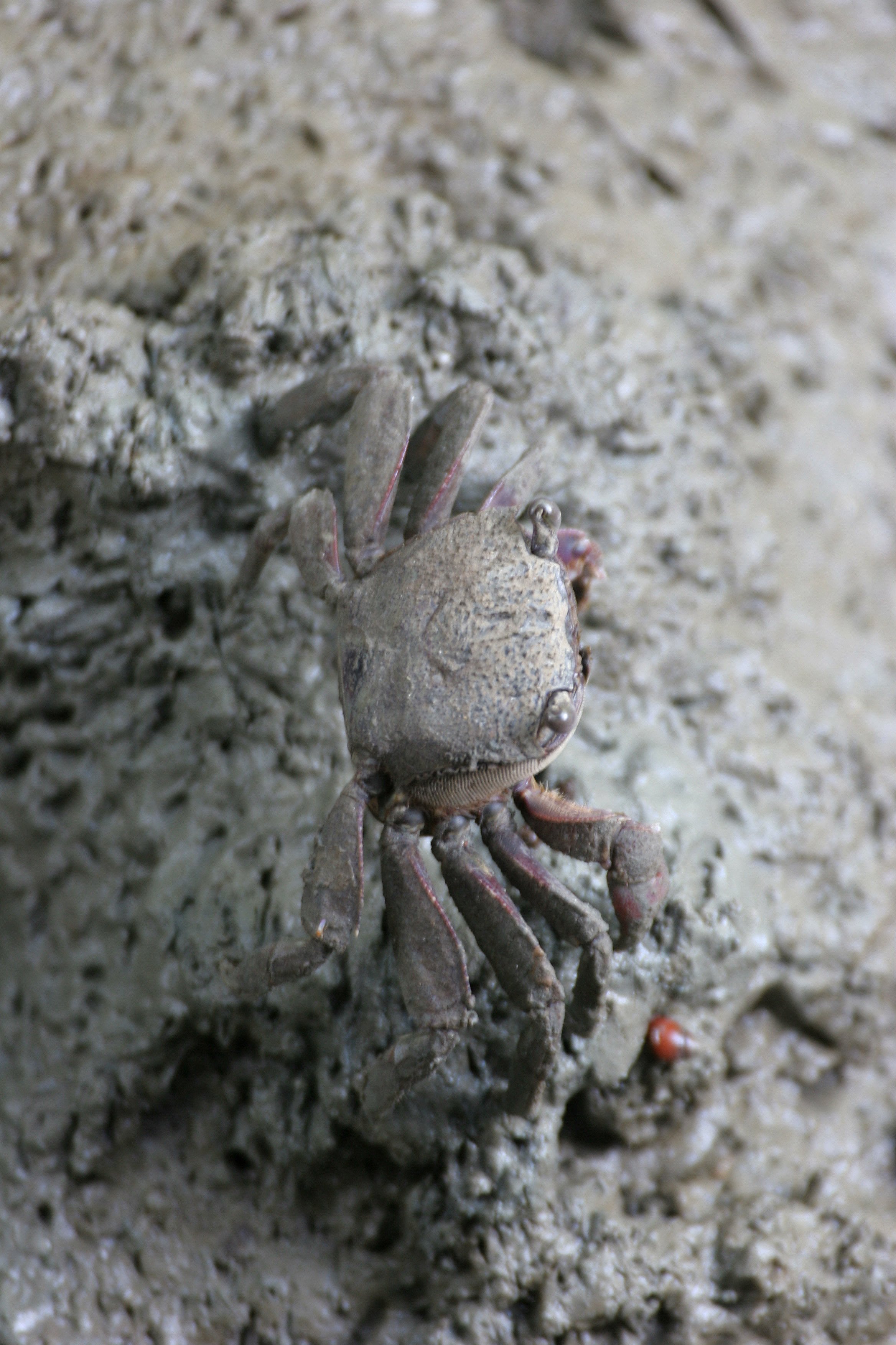 Subphylum Crustacea - Crabs, Shrimp, Barnacles — Coke Smith Wildlife