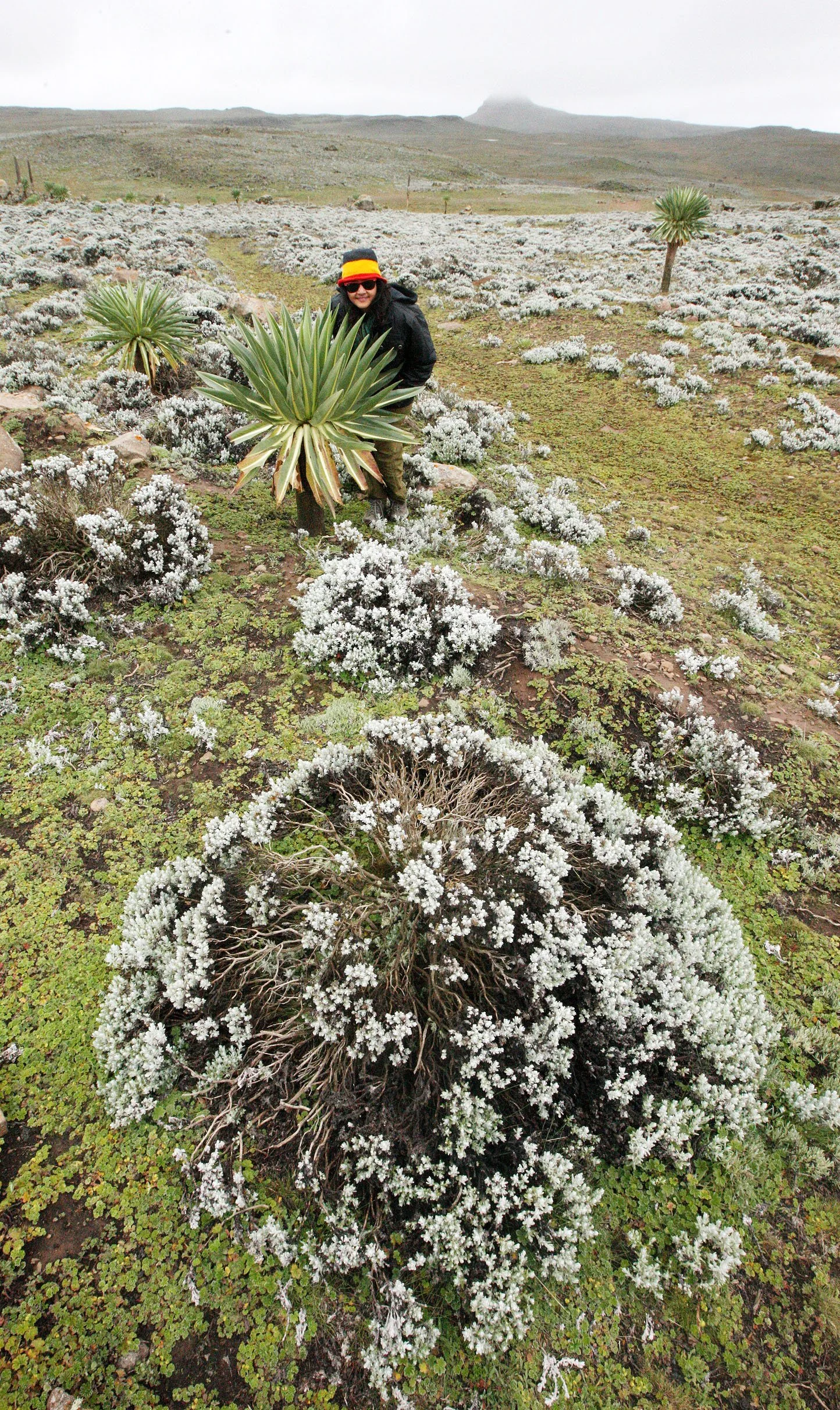 BALE MOUNTAINS NATIONAL PARK ETHIOPIA - SANETTI PLATEAU (30).JPG