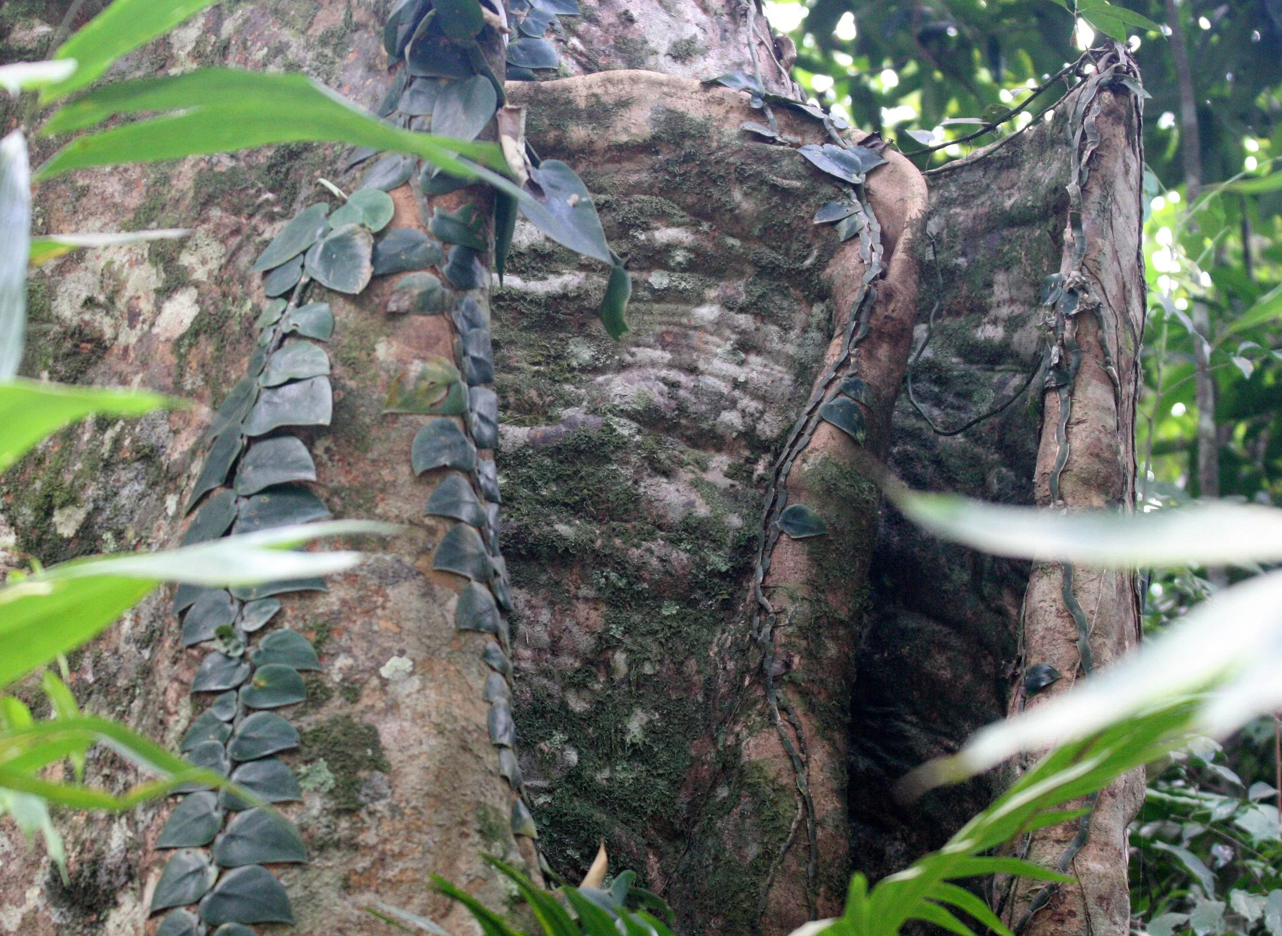 KAENG KRACHAN NATIONAL PARK THAILAND - FOREST SCENES (27).JPG