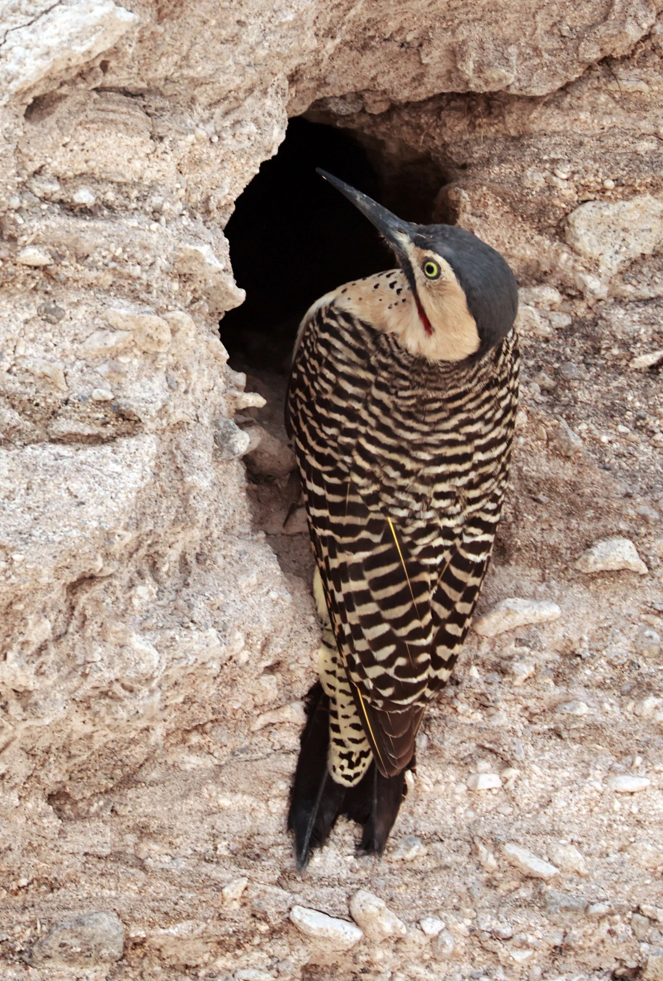 Woodpecker - Andean Flicker - Colaptes rupicola - Lauca National Park, Chile (37).jpg
