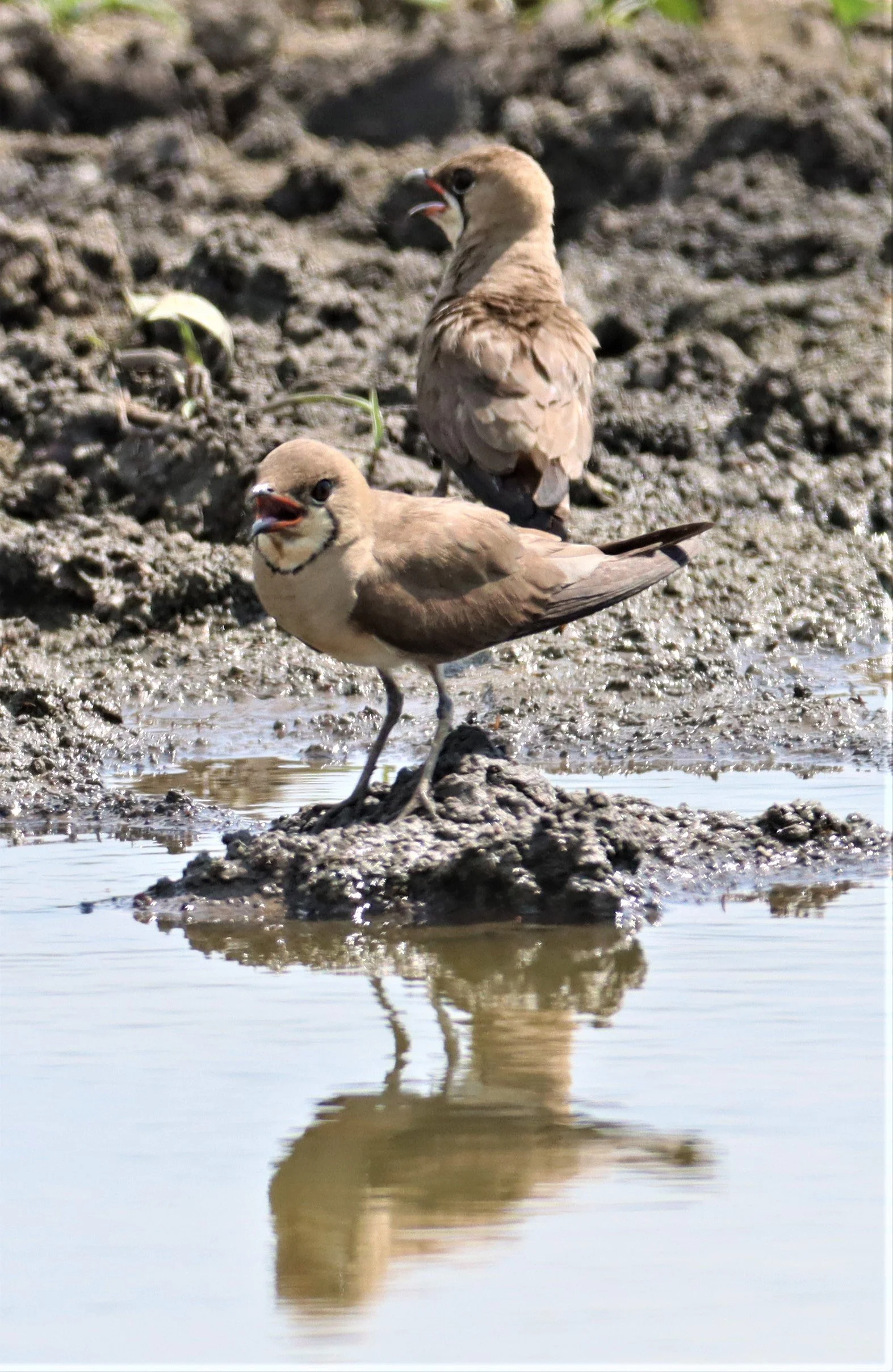 PRATINCOLE - ORIENTAL PRATINCOLE - Glaveola maldivarum - BANG KHAEM WETLANDS NAKHON PATHOM (23).jpg