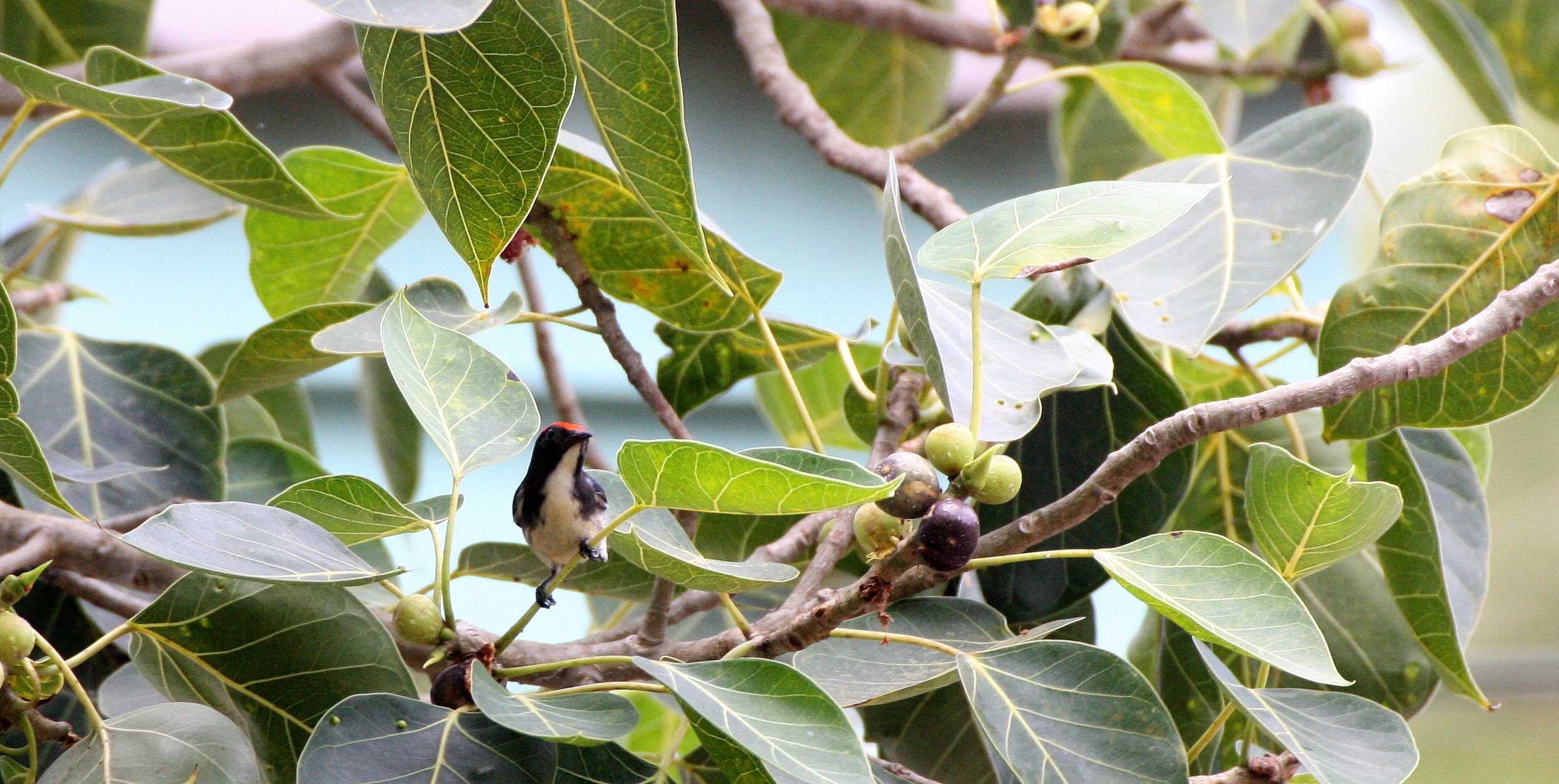 FLOWERPECKER - SCARLET-BACKED FLOWERPECKER - Dicaeum cruentatum - KOH LANTA THAILAND (5).JPG