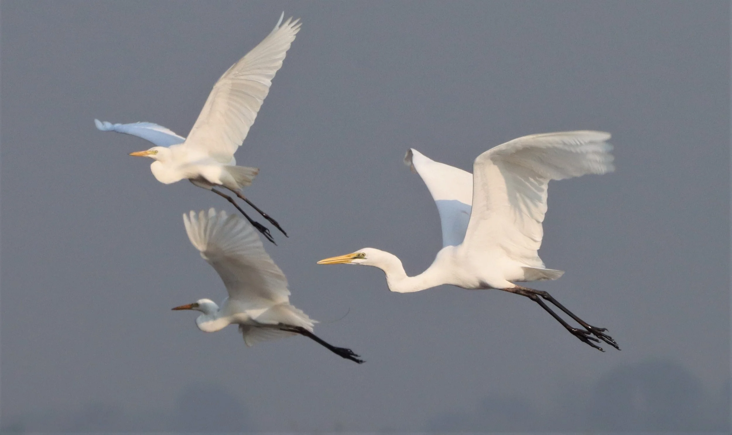 EGRET - INTERMEDIATE EGRET - Mesophoyx intermedia - BUENG BORAPHET THAILAND (4).jpg