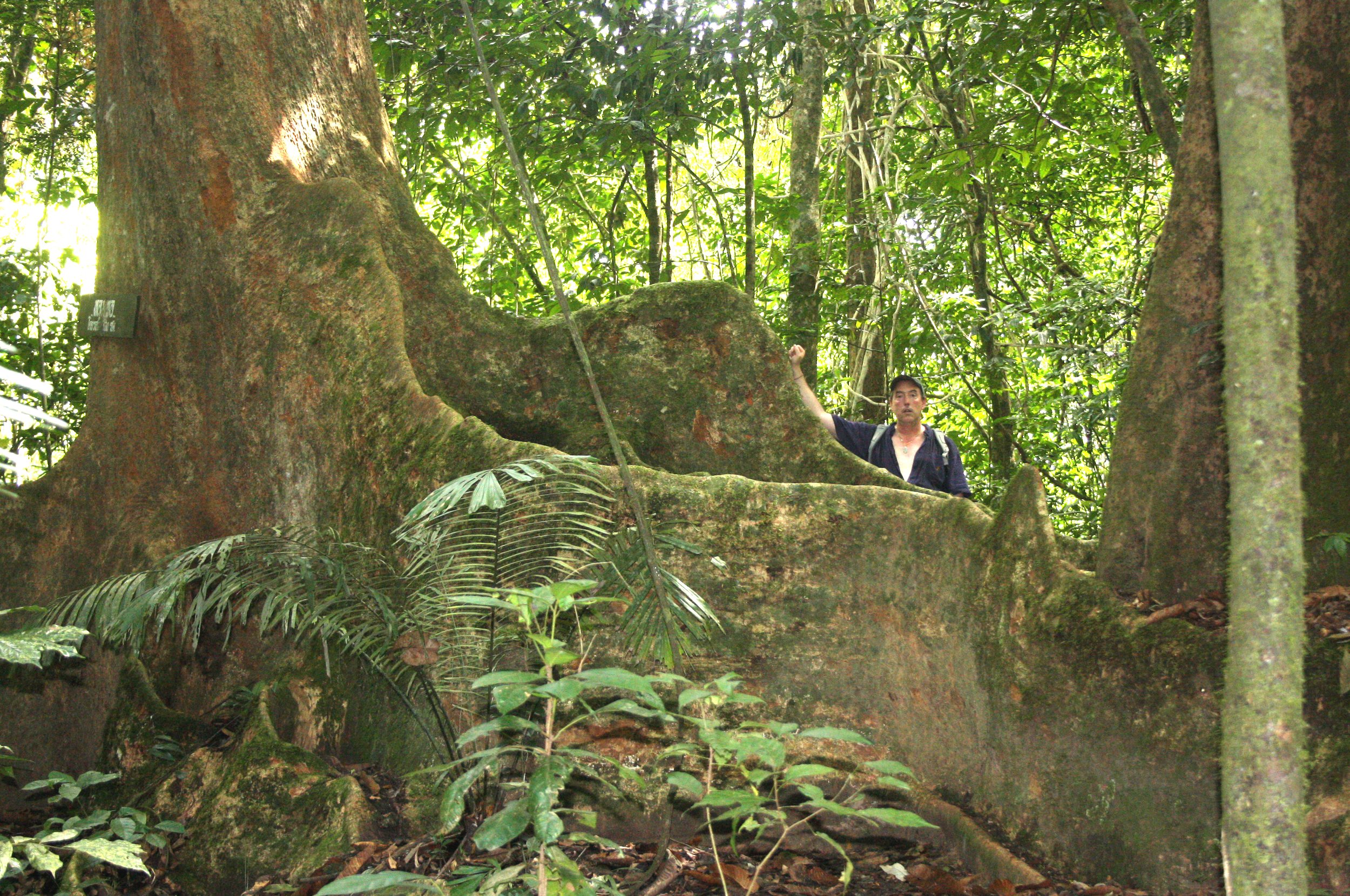 KRUNG CHIN NP THAILAND - FOREST GIANT (2).JPG