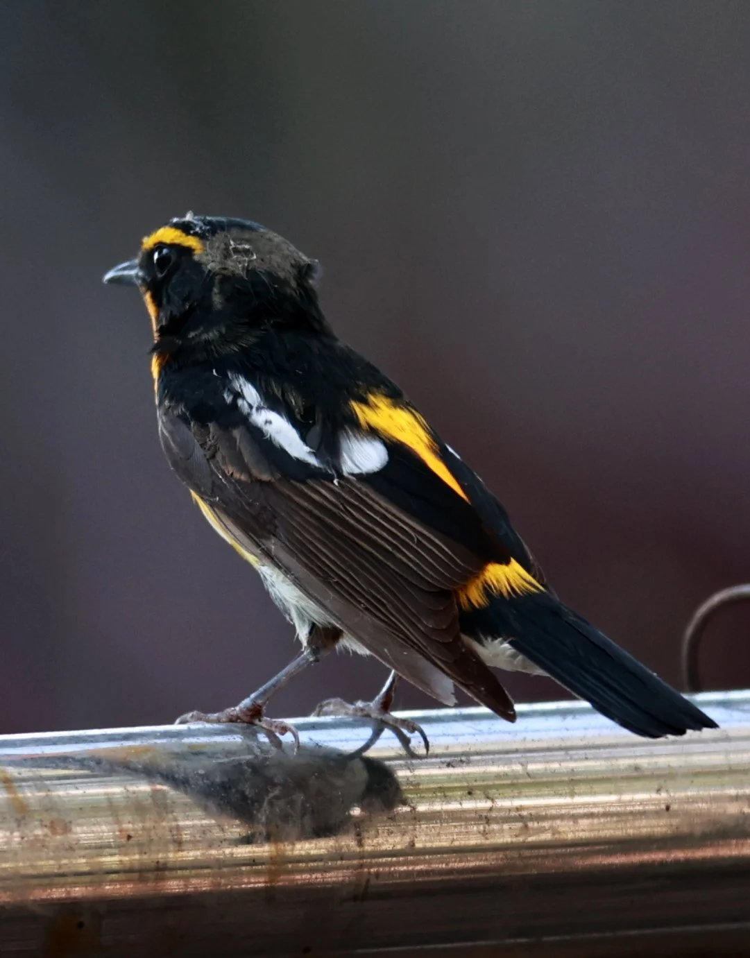 Flycatcher - Narcissus Flycatcher - Ficedula narcissina - Bang Pu Mangrove Forest Reserve, Samut Prakan March 30, 2024 (27).jpg