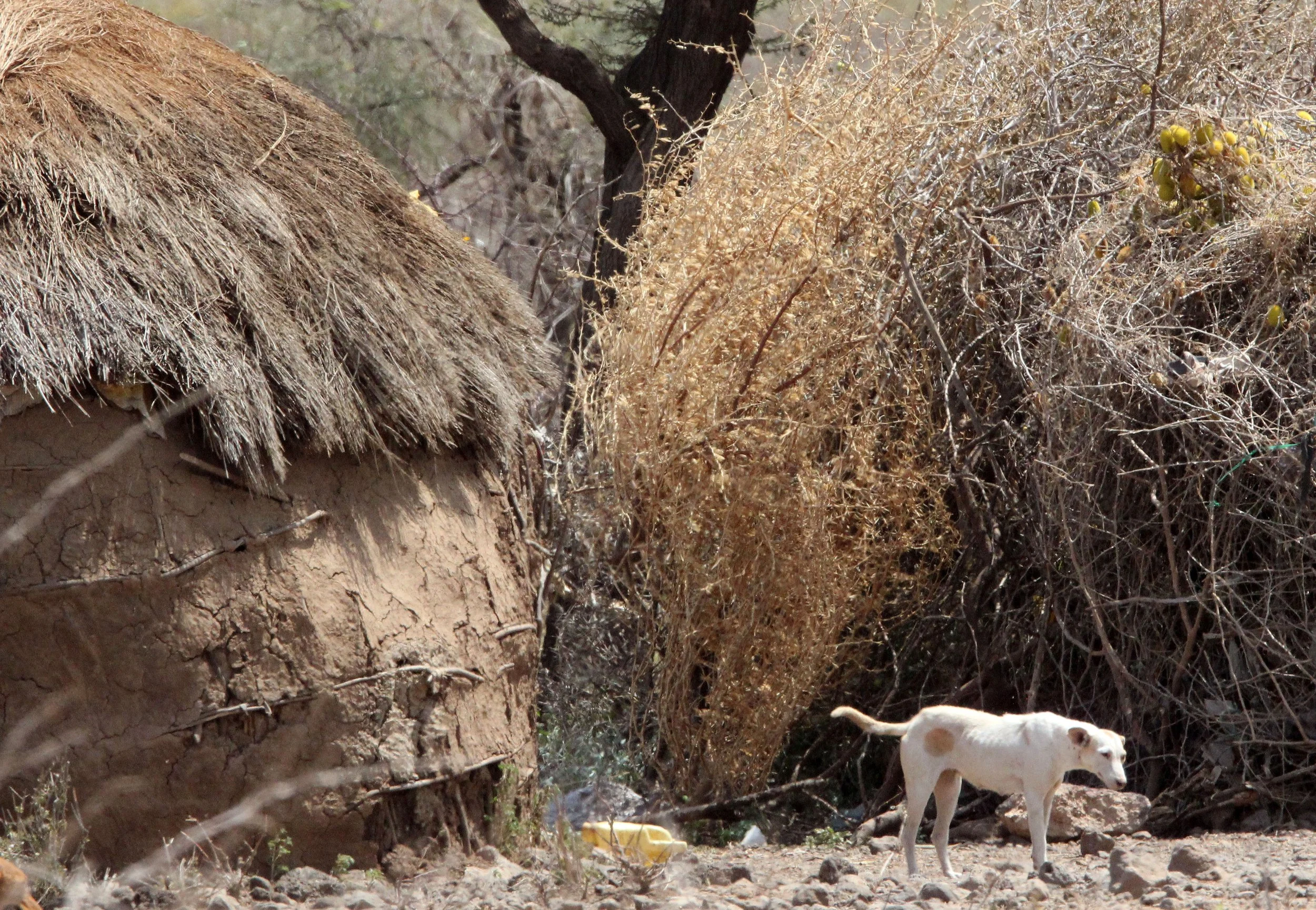 SAMBURU NATIONAL PARK KENYA.JPG