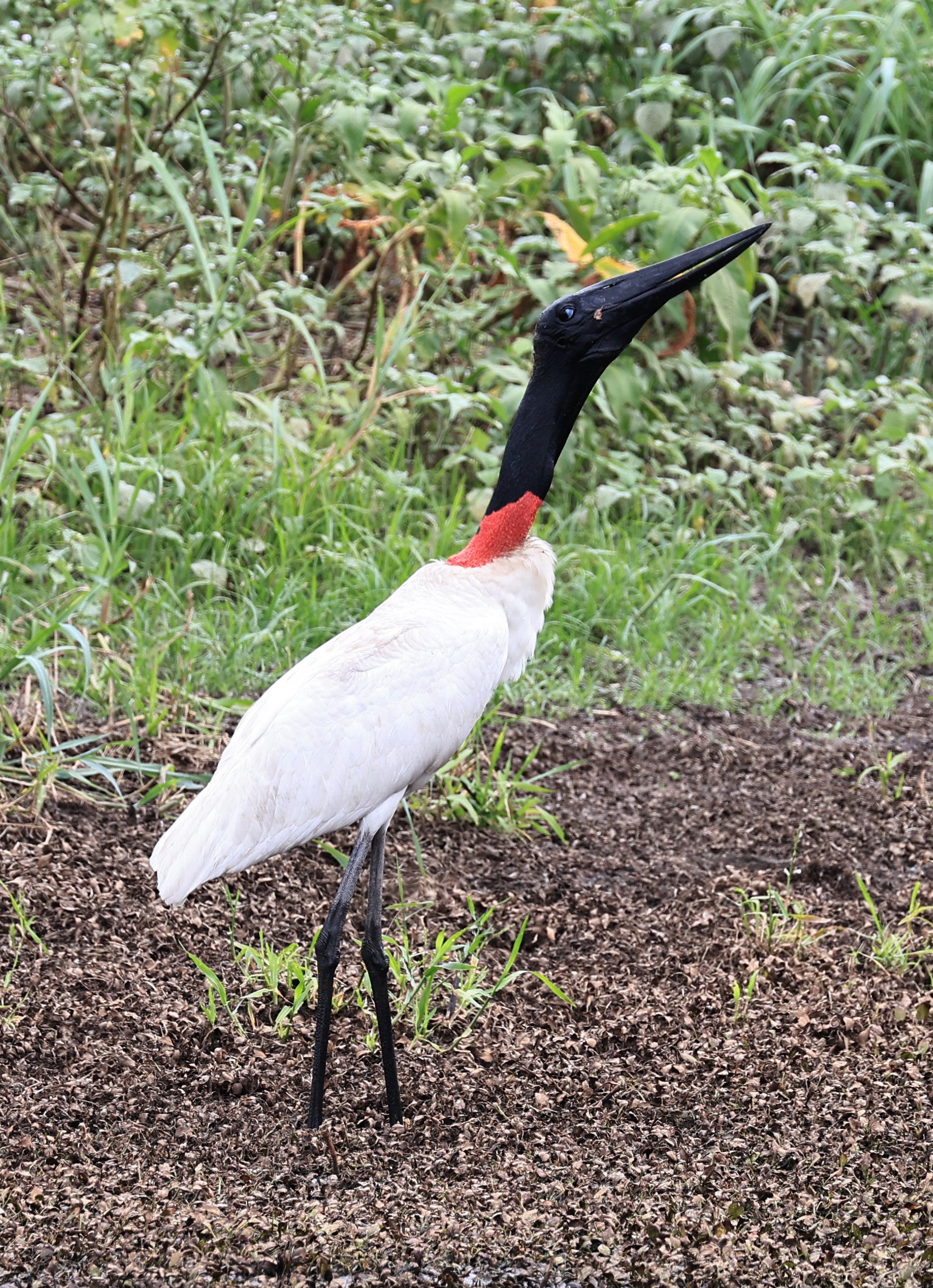 Jabiru (Jabiru mycteria) Agua Dulce Paraguay (28).jpg