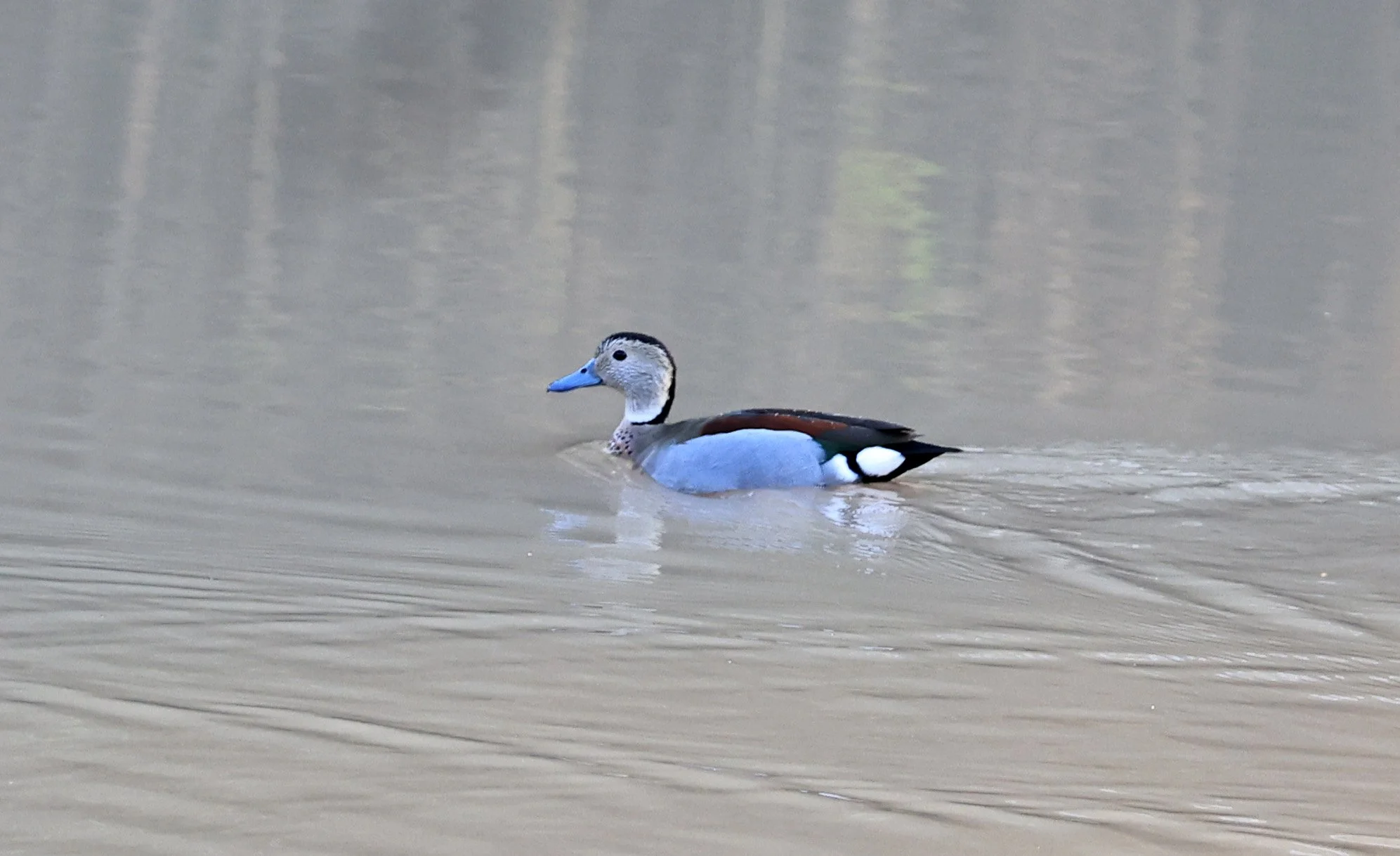 Ringed Teal (Callonetta leucophrys) Hotel Iparoma Campestre Paraguay (7).jpg