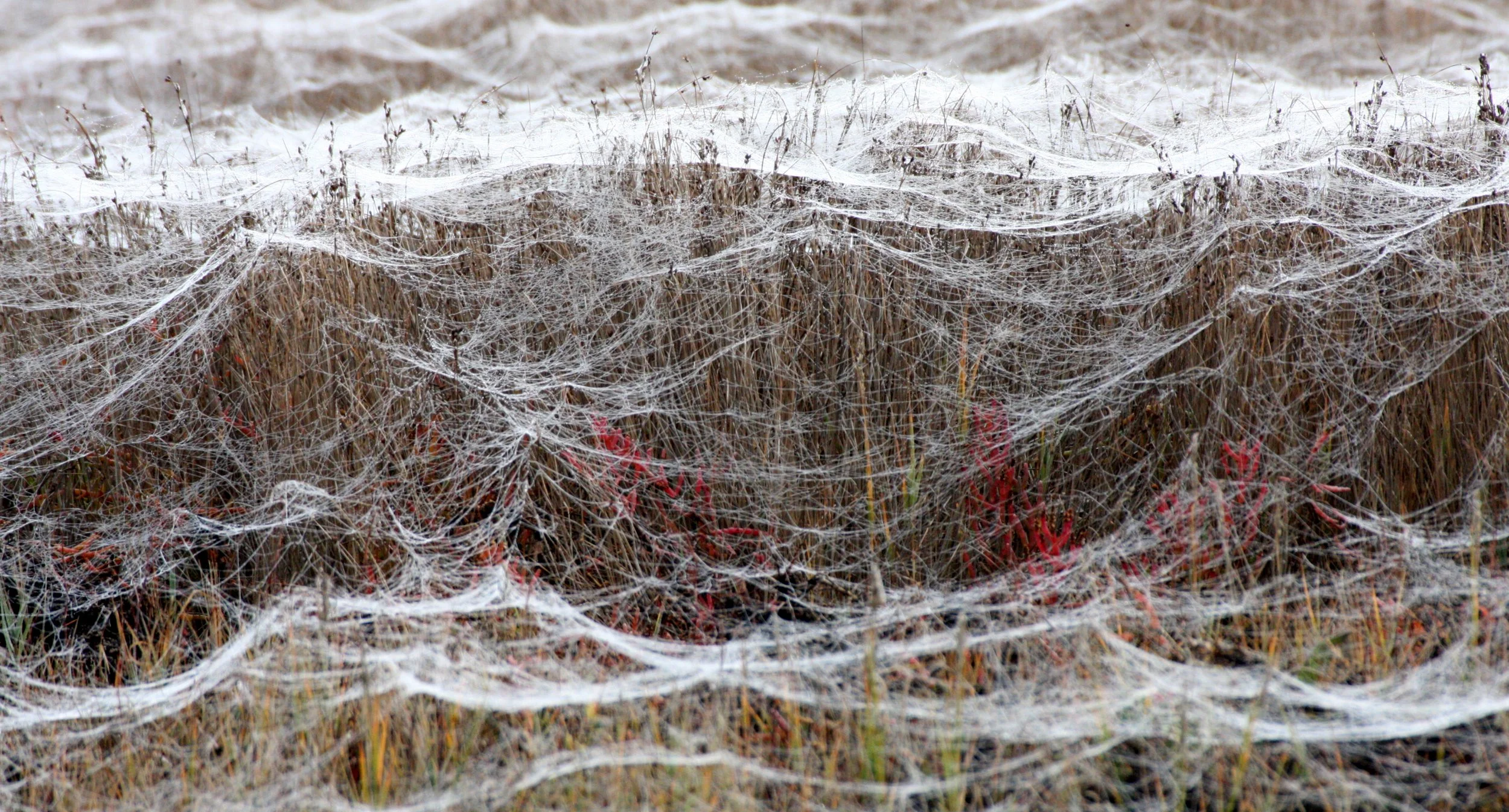 SEQUIM PRAIRIE - SPIDER WEBS (10).JPG