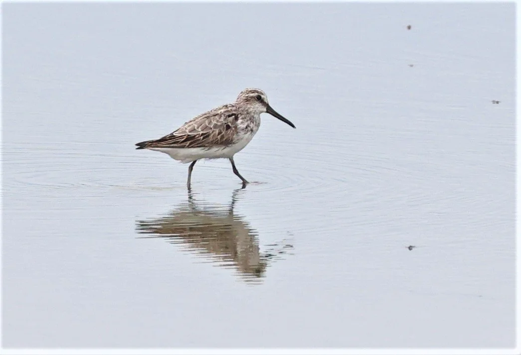 SANDPIPER - BROADBILL SANDPIPER - Calidris falcinellus - PAK THALE PETCHABURI 11 SEPTEMBER 2021 (15).jpg