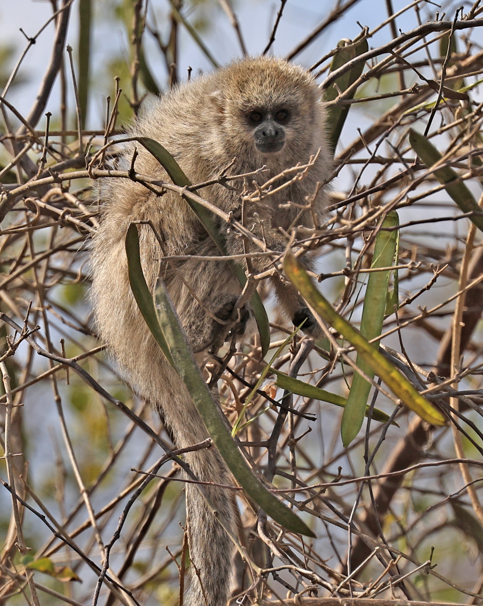 Chacoan Titi (Plecturocebus pallescens) Agua Dulce Paraguay (7).jpg