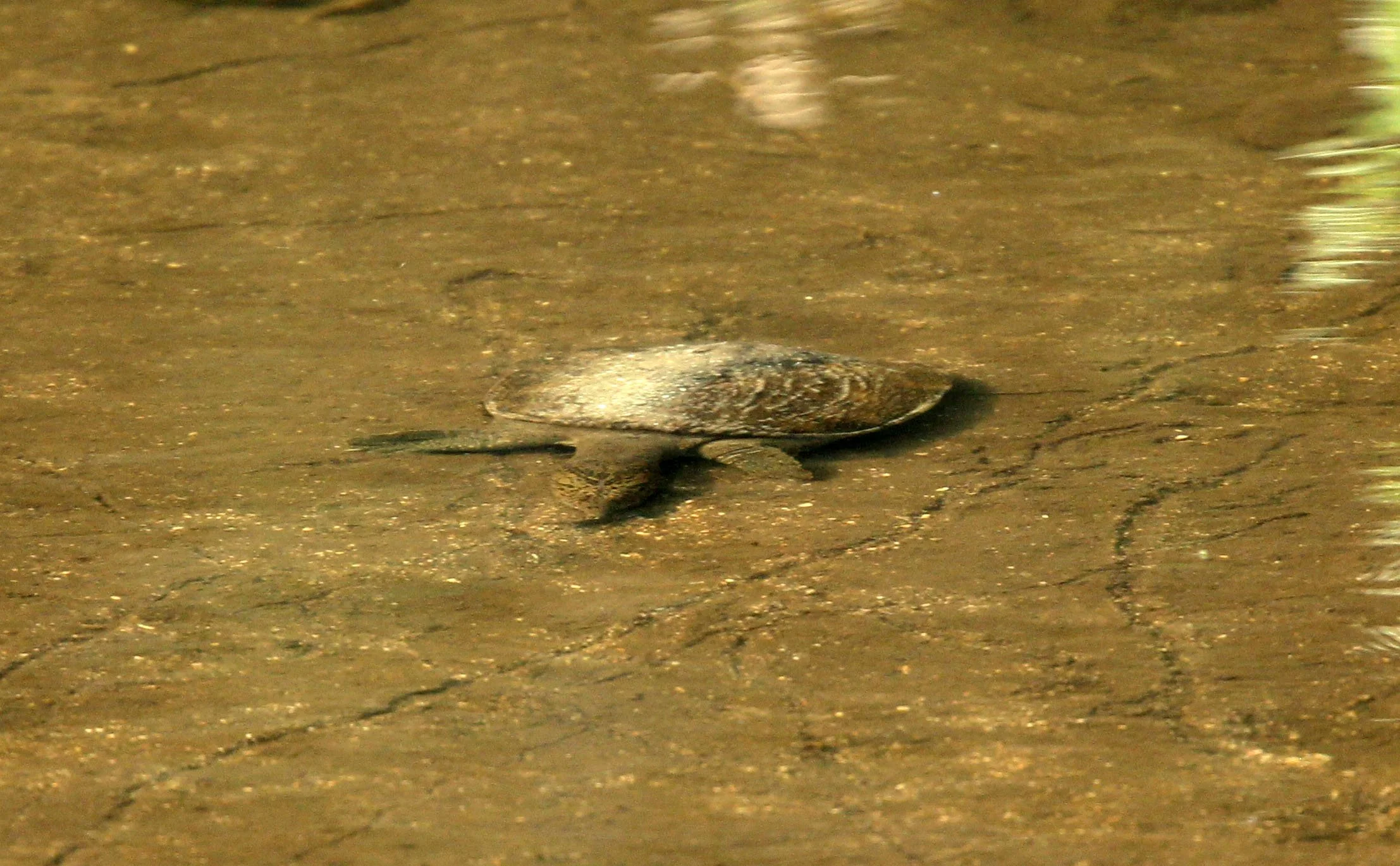 Asian Giant softshell turtle (Pelochelys cantorii) in HKK