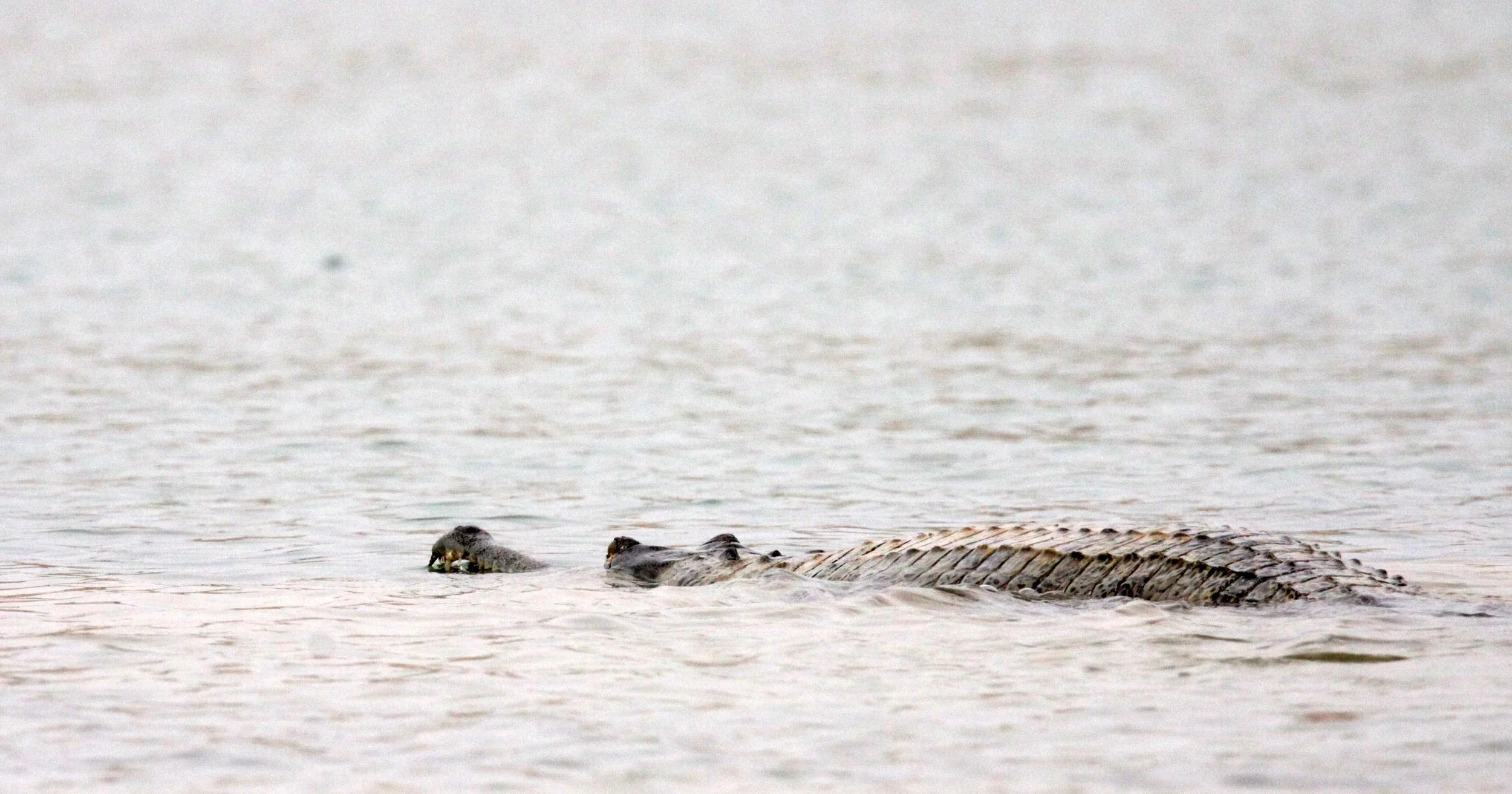 Gavialis gangeticus - GHARIAL CROCODILE - CHAMBAL RIVER SANCTUARY INDIA (75).JPG