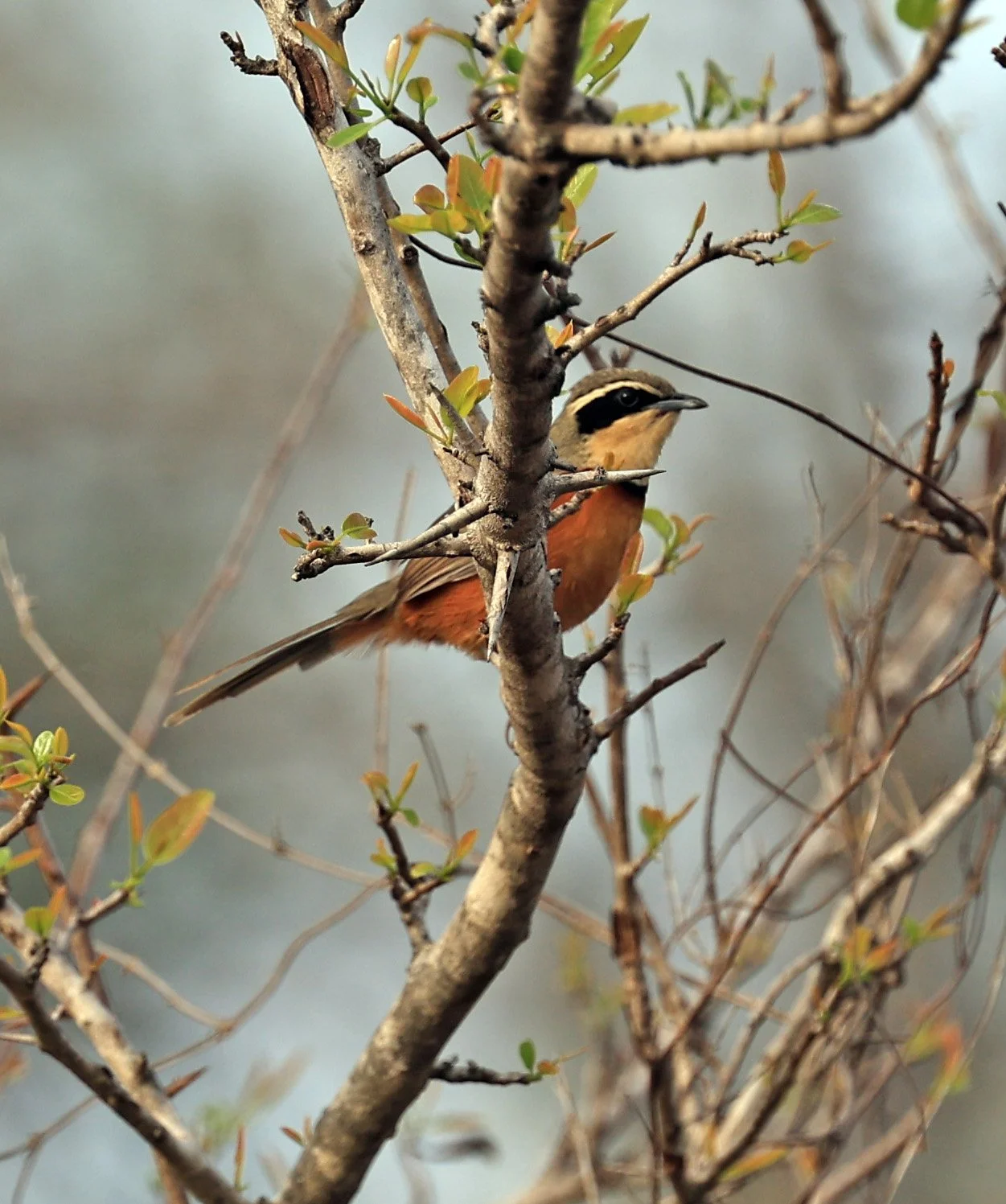 Olive-crowned Crescentchest (Melanopareia maximiliani) Selva Serena Natural Reserve
