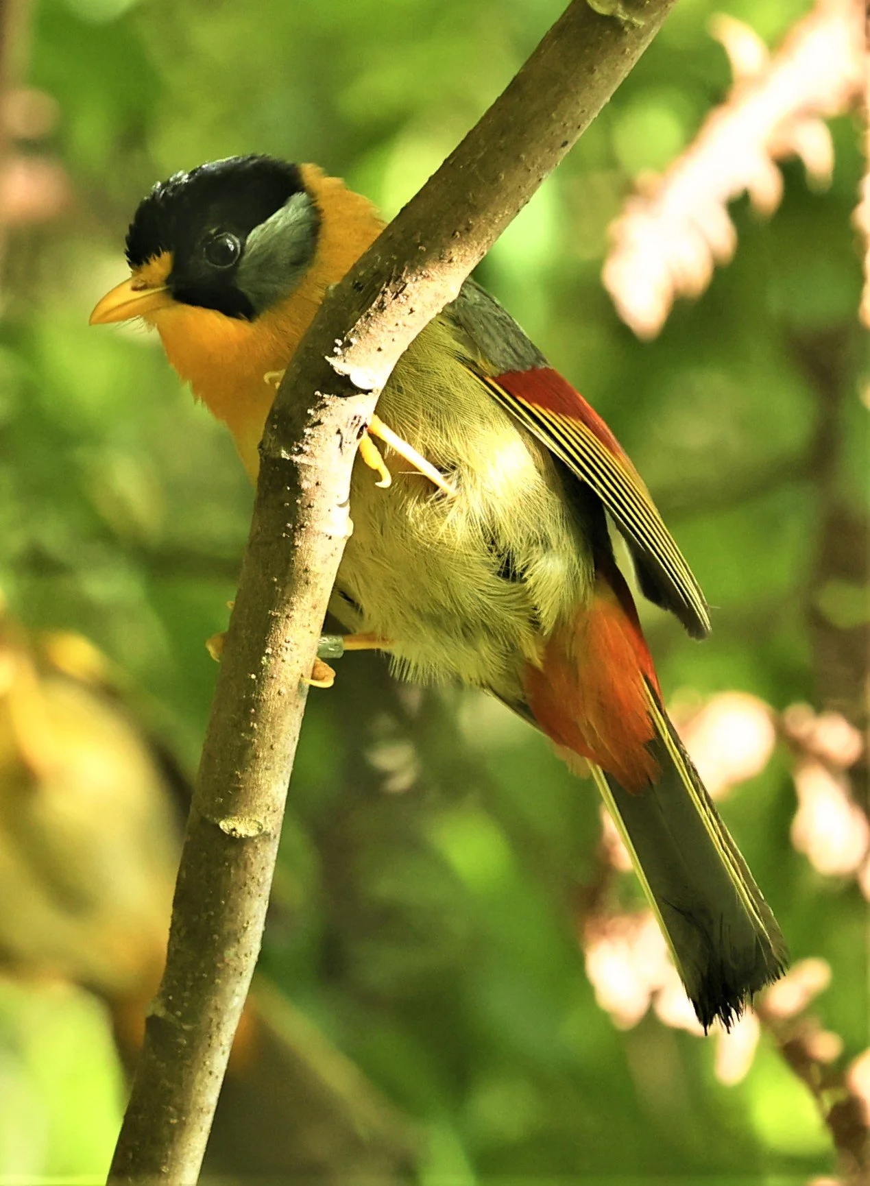 Leiothrix argentauris - SILVER-EARED MESIA - FRASER'S HILL, MALAYSIA JUNE 2022 (4).jpg
