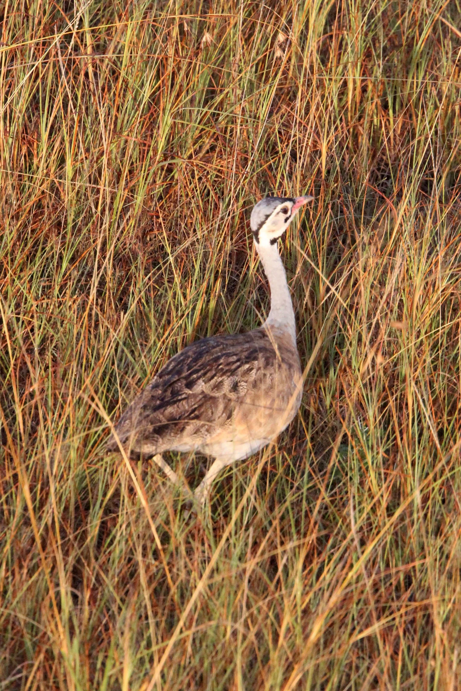 White-bellied bustard (Eupodotis senegalensis) Masai Mara NP, Kenya (2).JPG