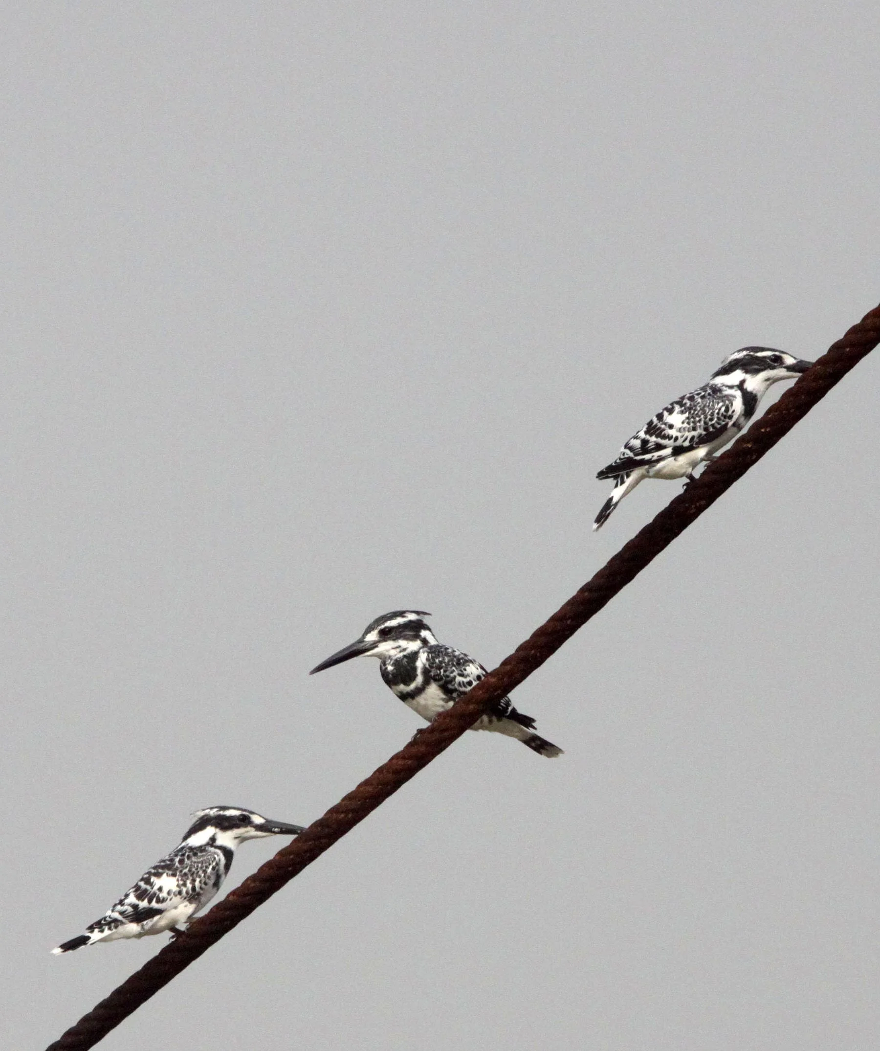 Ceryle rudis - PIED KINGFISHER - CERYLE RUDIS - NANJI HILL RESERVE - POYANG LAKE, JIANGXI PROVINCE, CHINA (50).JPG