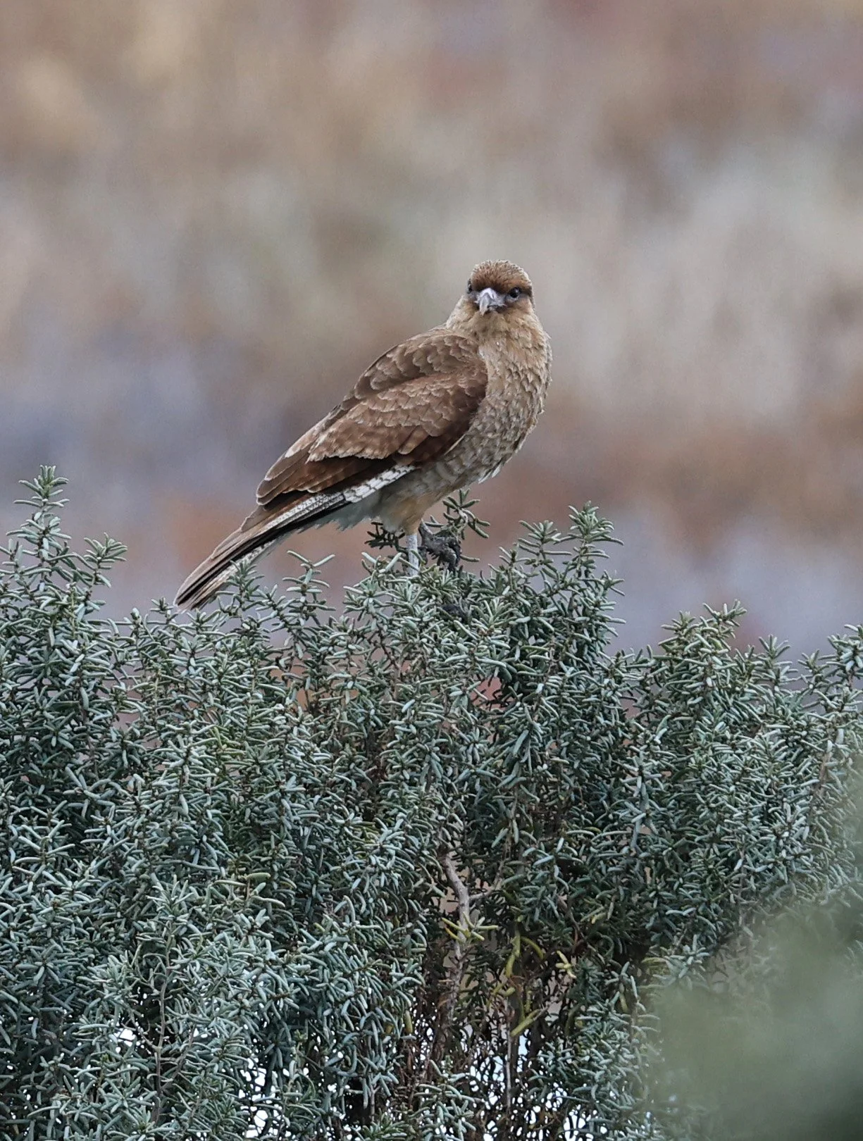 Chimango Caracara (Daptrius chimango) Lagunas del Ornitólogo, Trelew Argentina (10).jpg