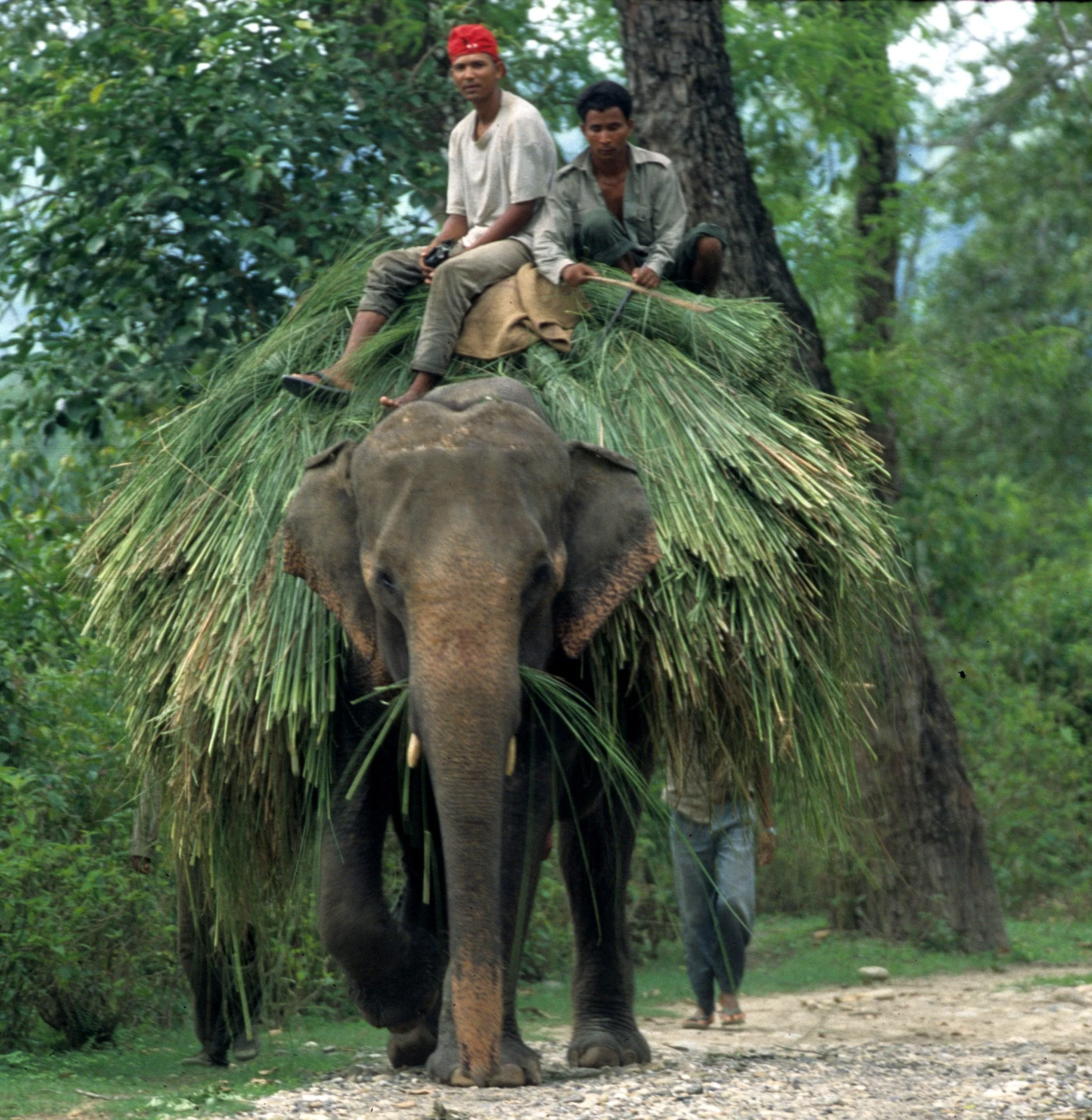 NEPAL - CHITWAN NP - ELEPHANT LABOR.jpg