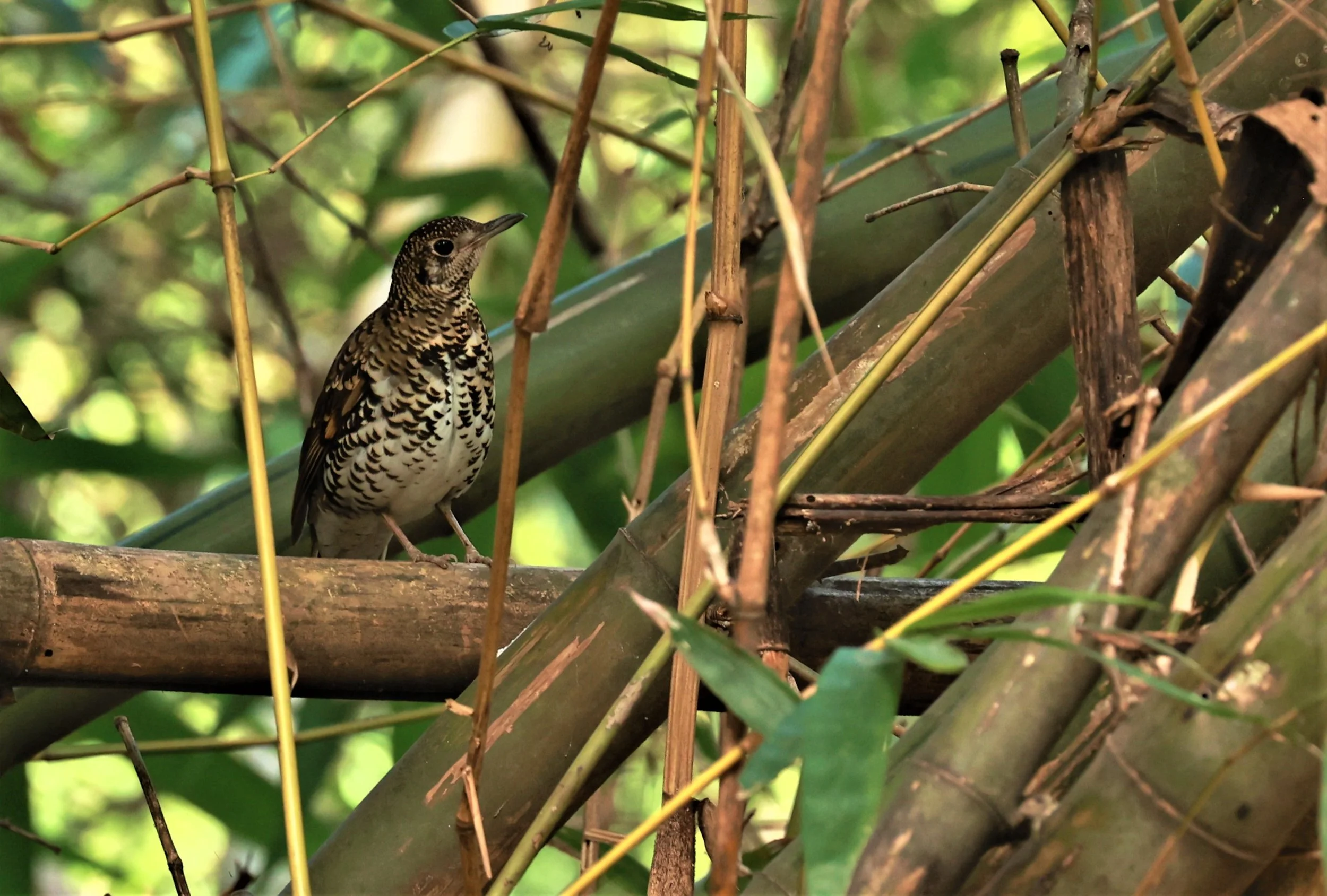 White's Thrush (Zoothera aurea) Putthamonthon Park Nakhon Pathom Thailand (64).jpg