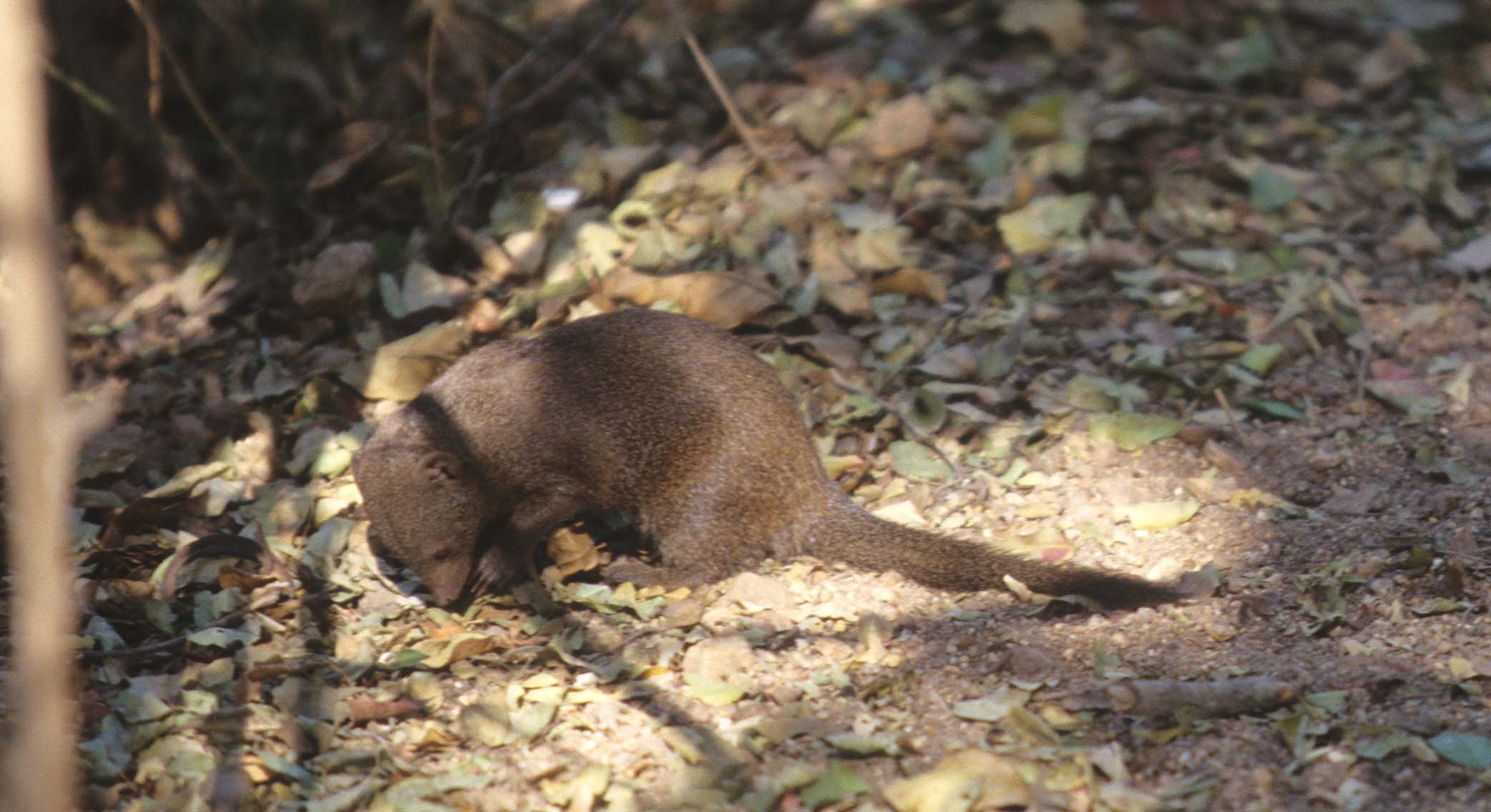 MUSTELLID - CAPE MONGOOSE - KRUGER.jpg
