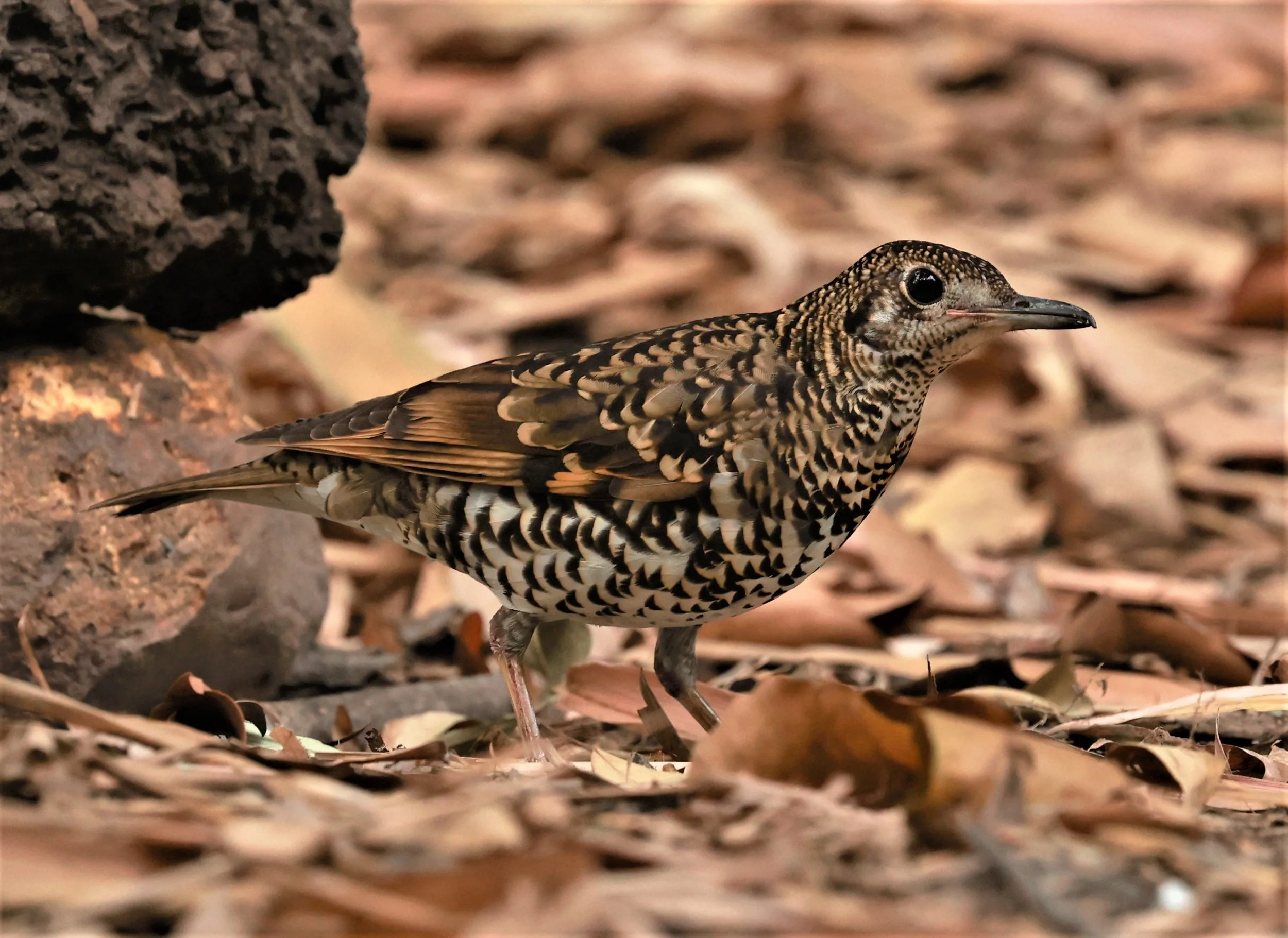 White's Thrush (Zoothera aurea) Putthamonthon Park Nakhon Pathom Thailand (3).jpg