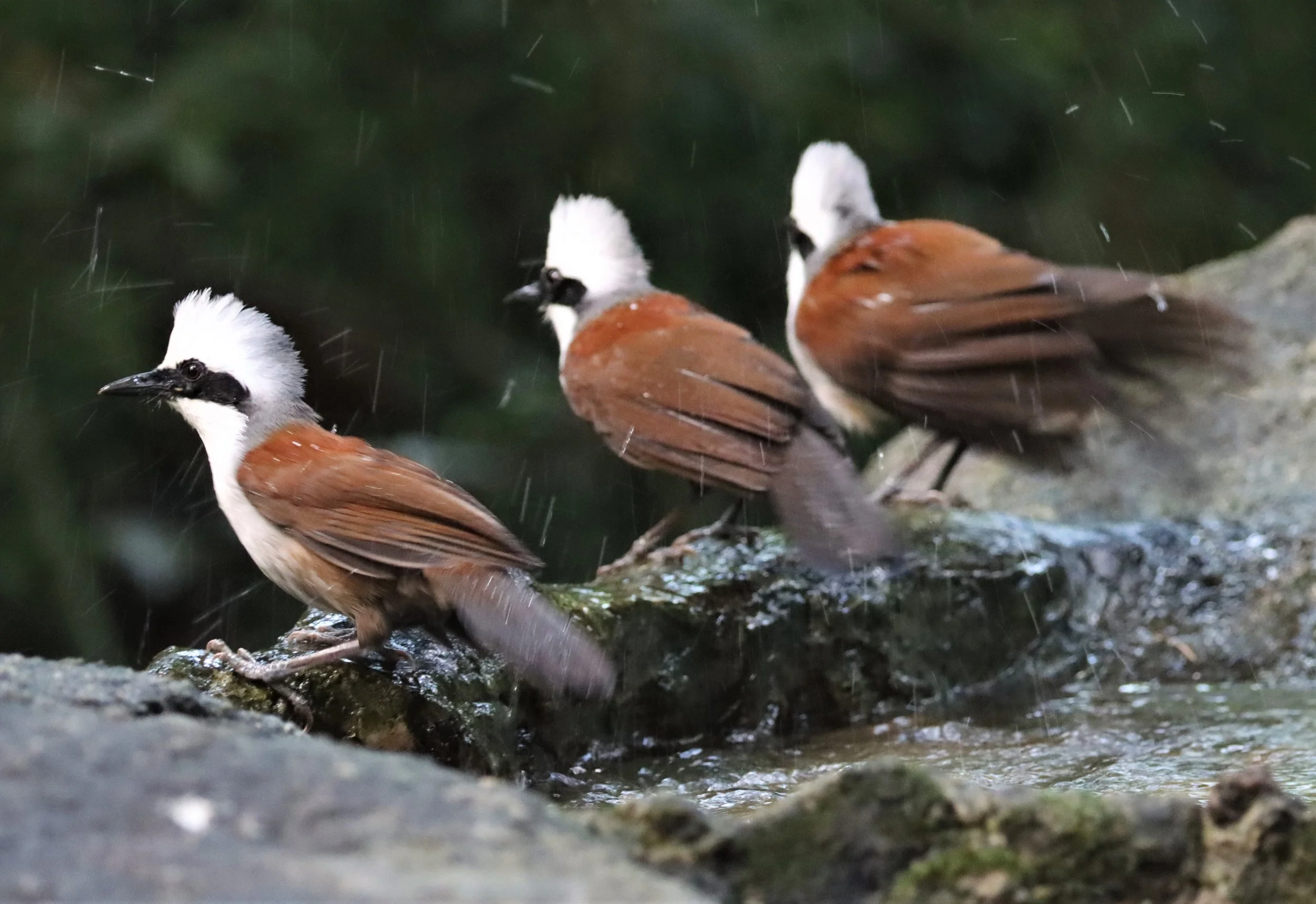LAUGHINGTHRUSH - WHITE-CRESTED LAUGHINGTHRUSH - Garrulax leucolophus - WAT THAM PRATHUN CHONBURI (45).jpg