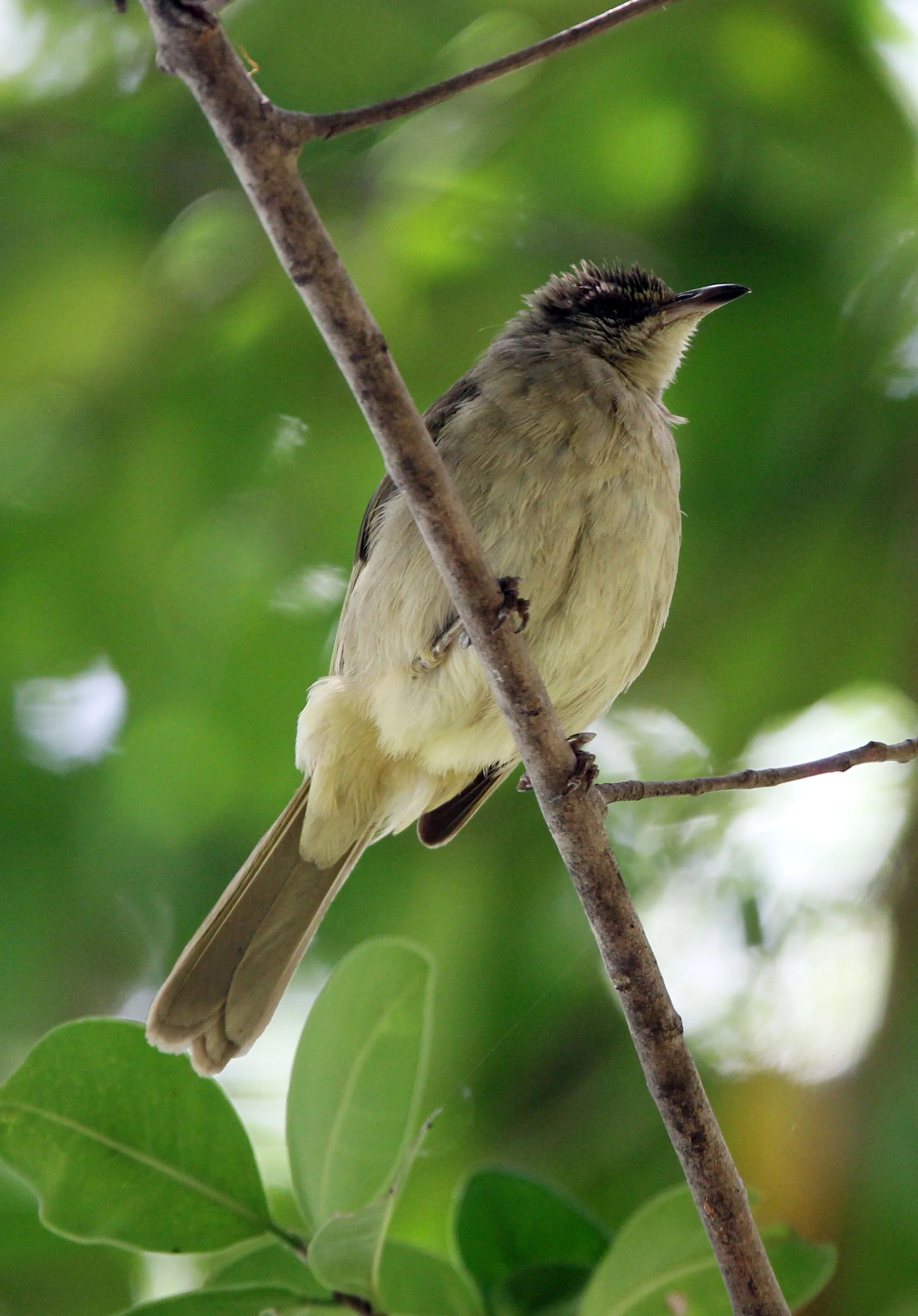 BULBUL - STREAK-EARED BULBUL - Pycnonotus blandfordi - LUMPINI PARK BANGKOK THAILAND (5).JPG