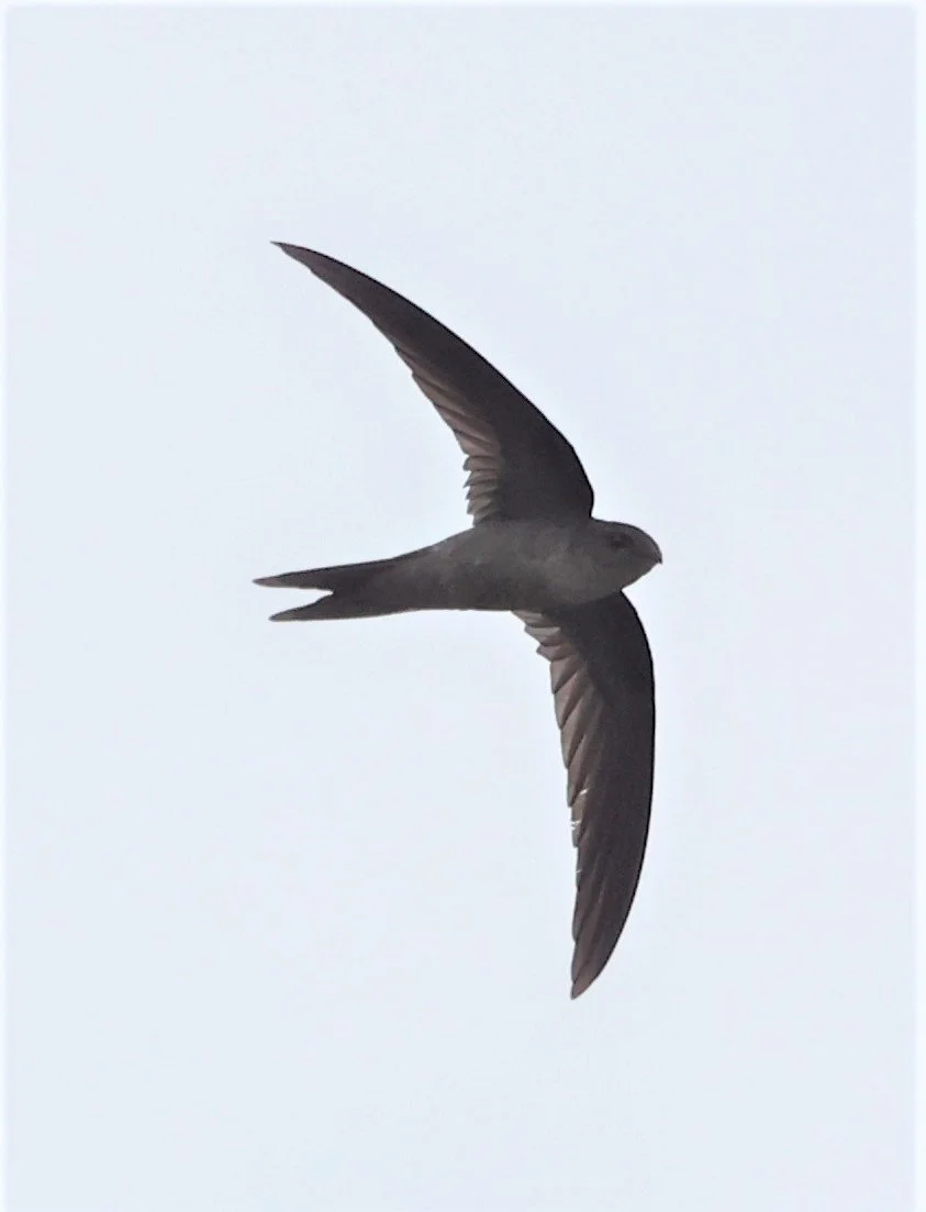 Asian Palm Swift (Cypsiurus balasiensis) Thap Yao Rice Fields Lat Krabang Thailand (10).jpg