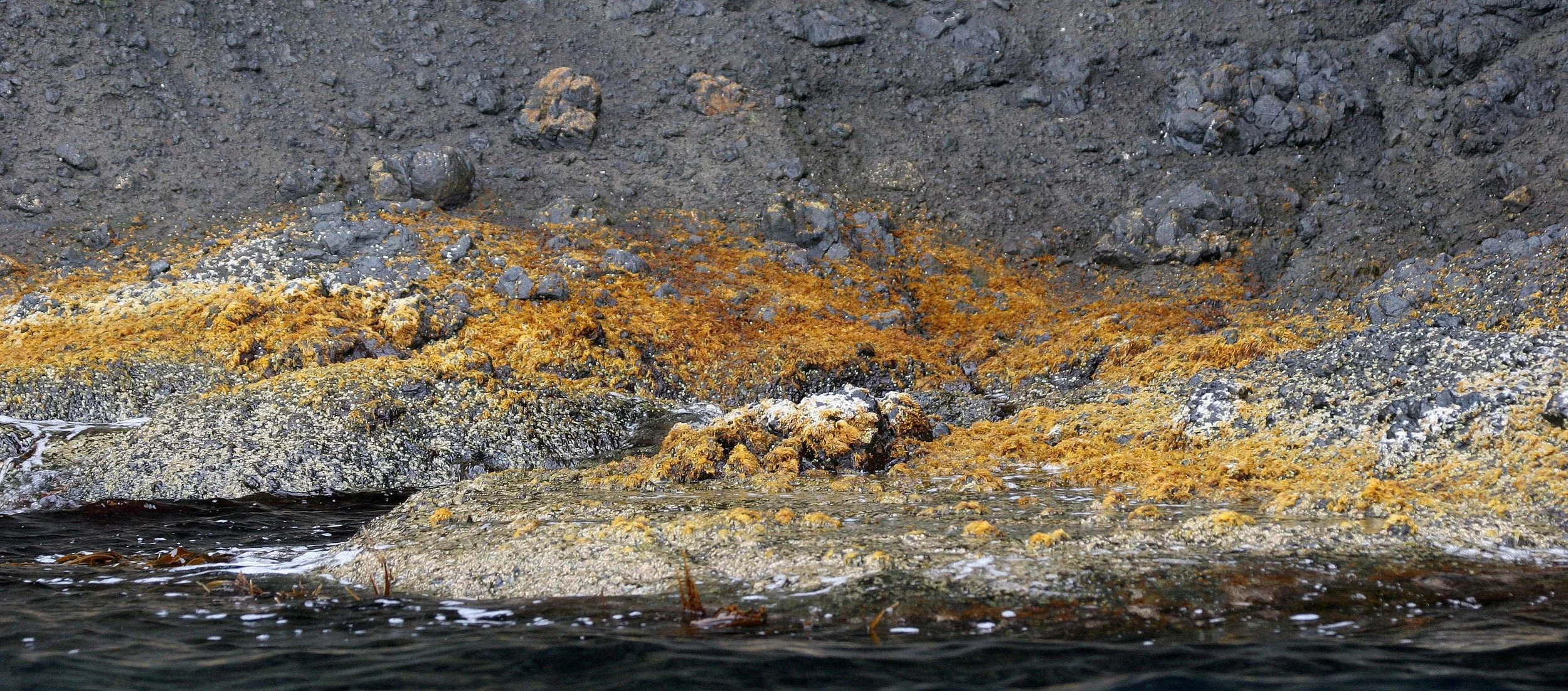 KURIL ISLANDS - FLORA  (65).jpg