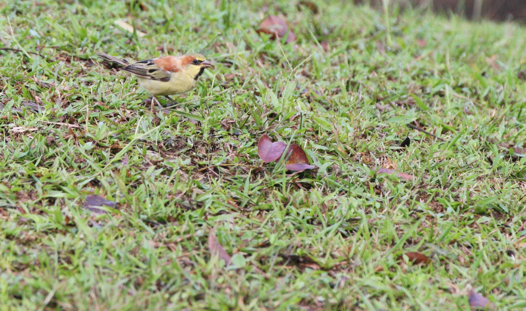 Plain-backed Sparrow (Passer flaveolus) Khao Yai NP Thailand (5).JPG